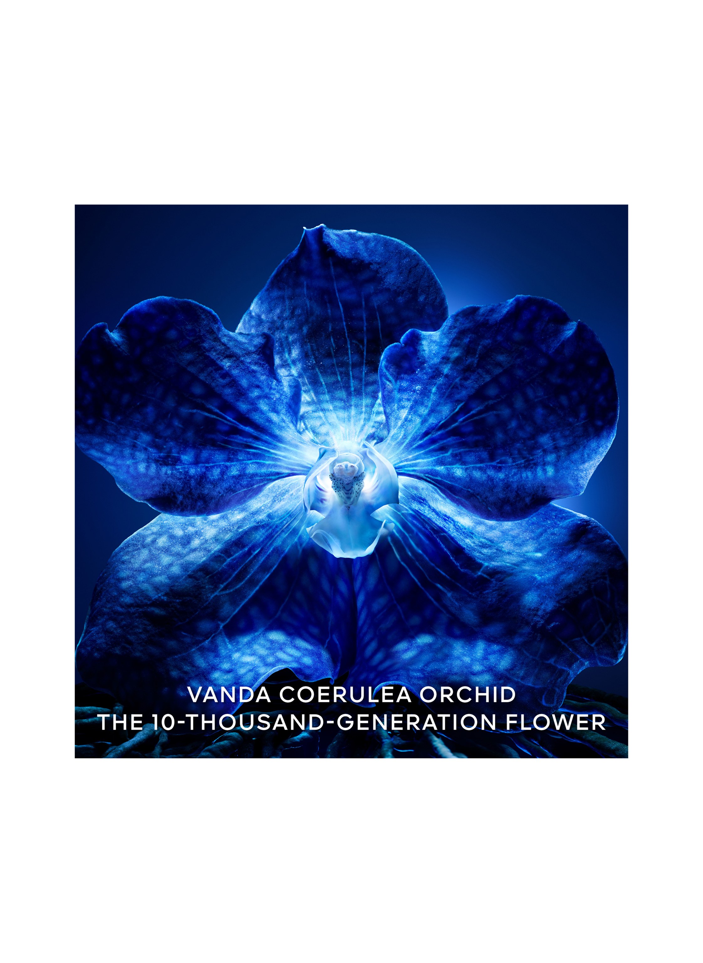 Thumbnail - Guerlain Orchidée Impériale Die Langlebigkeitscreme Anti-Aging Creme 50 ml