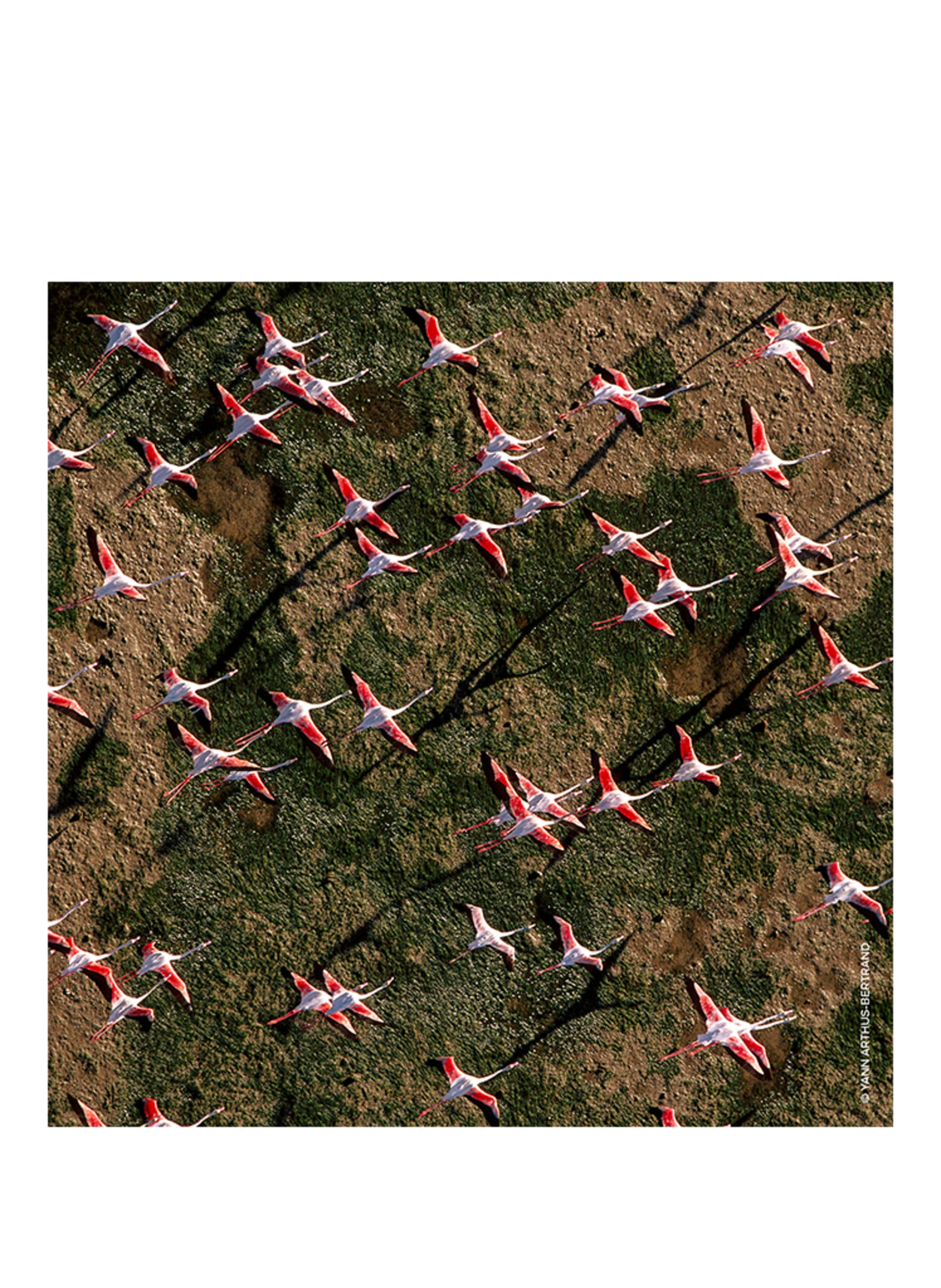 Thumbnail - Guerlain Aqua Allegoria Rosa Rossa Eau de Toilette 75 ml