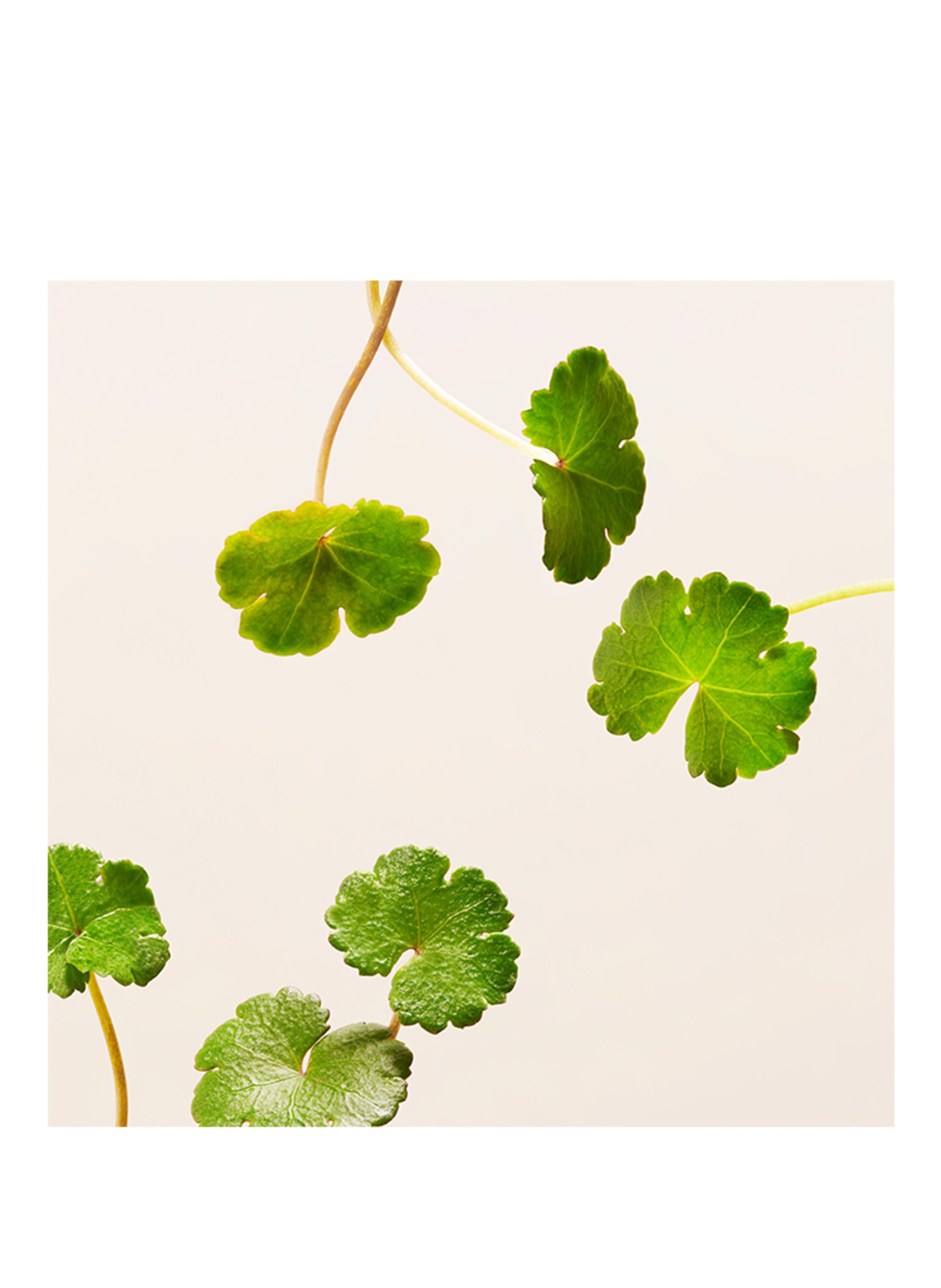 Thumbnail - Rituals The Ritual Of Namaste Refill Ageless straffende Tagescreme 50 ml