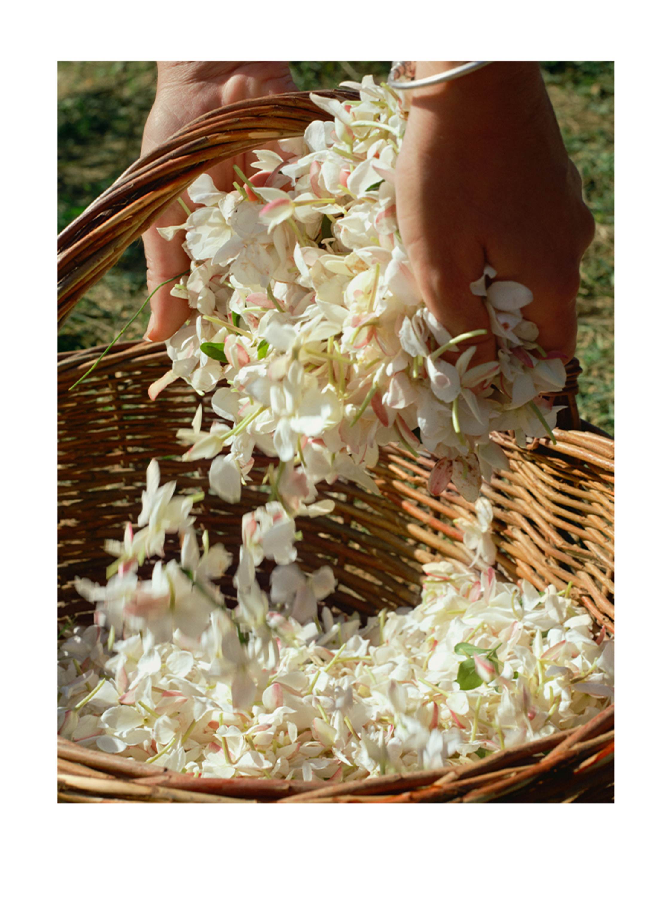 Thumbnail - Acqua Di Parma Gelsomino A Freddo Eau de Parfum 50 ml