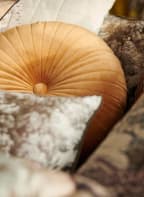 ESSENZA Bettwäsche CARICE, Farbe: BEIGE/ BLAU/ BRAUN (Bild 1)