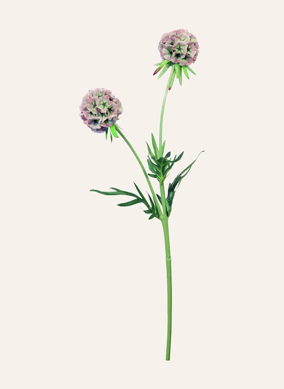 Fink Kunstblume SCABIOSA HELLGRÜN/ ROSA