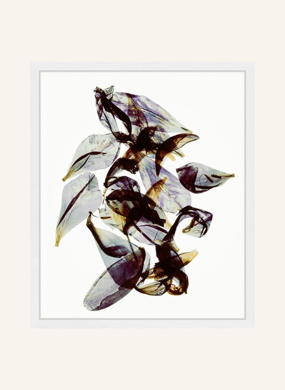 ANY IMAGE Wandbild RHODODENDRON mit Rahmen WEISS