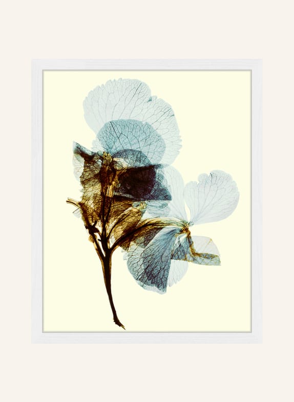 ANY IMAGE Wandbild BLUMENTEXTUR mit Rahmen WEISS