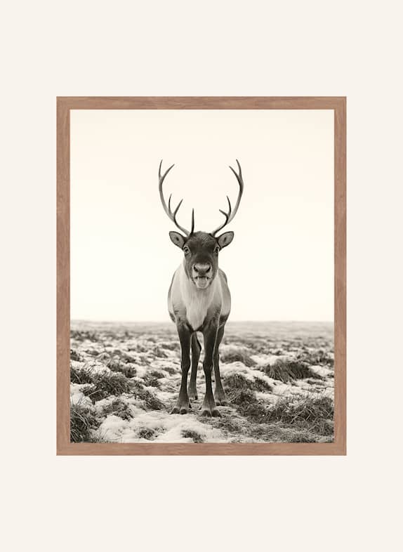 Liv Corday Wandbild FRECHES RENTIER mit Rahmen BRAUN