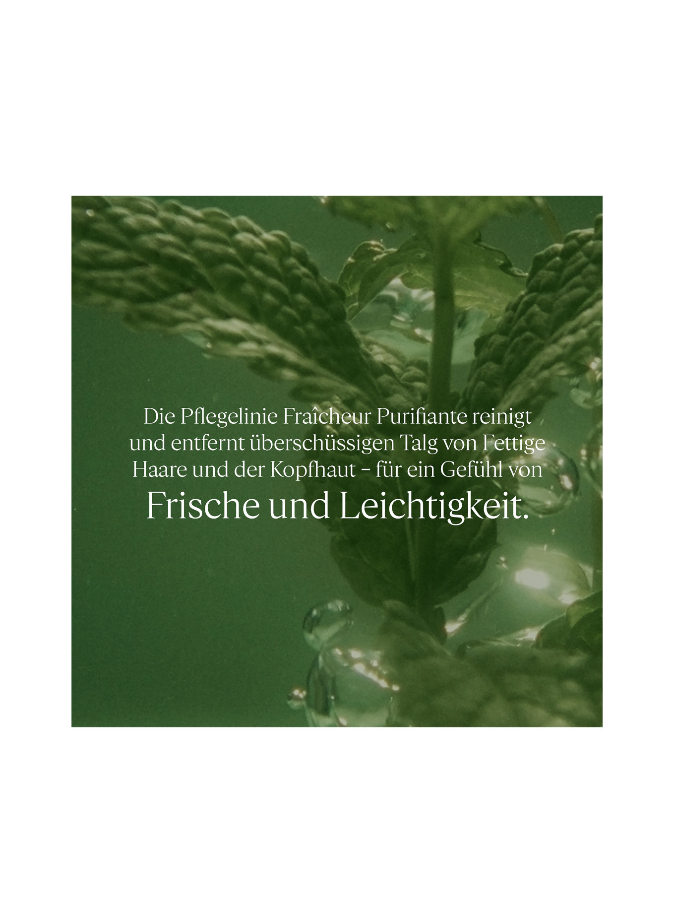 L'OCCITANE PURE FRISCHE