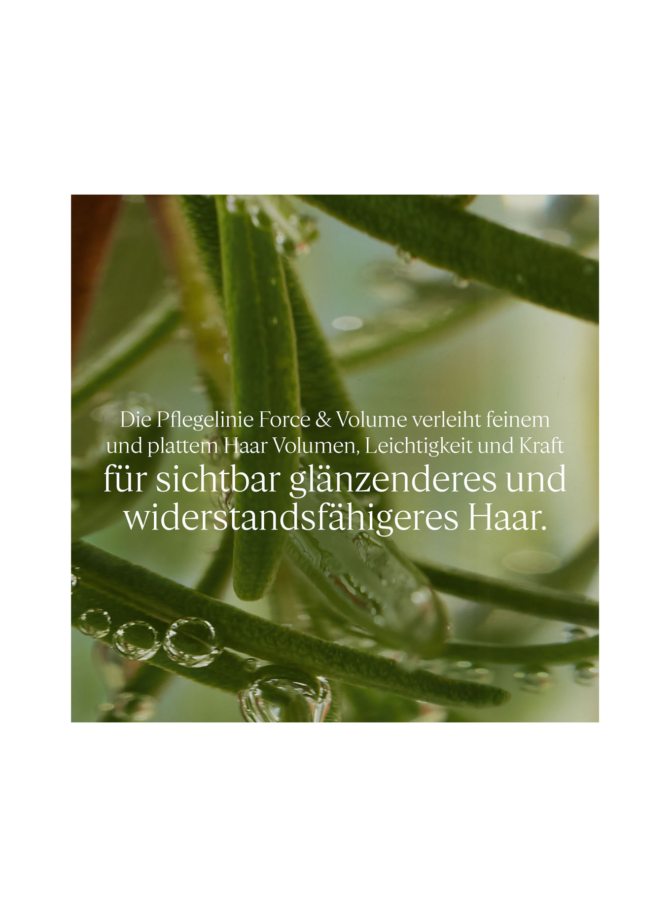 L'OCCITANE KRAFT & VOLUMEN SHAMPOO