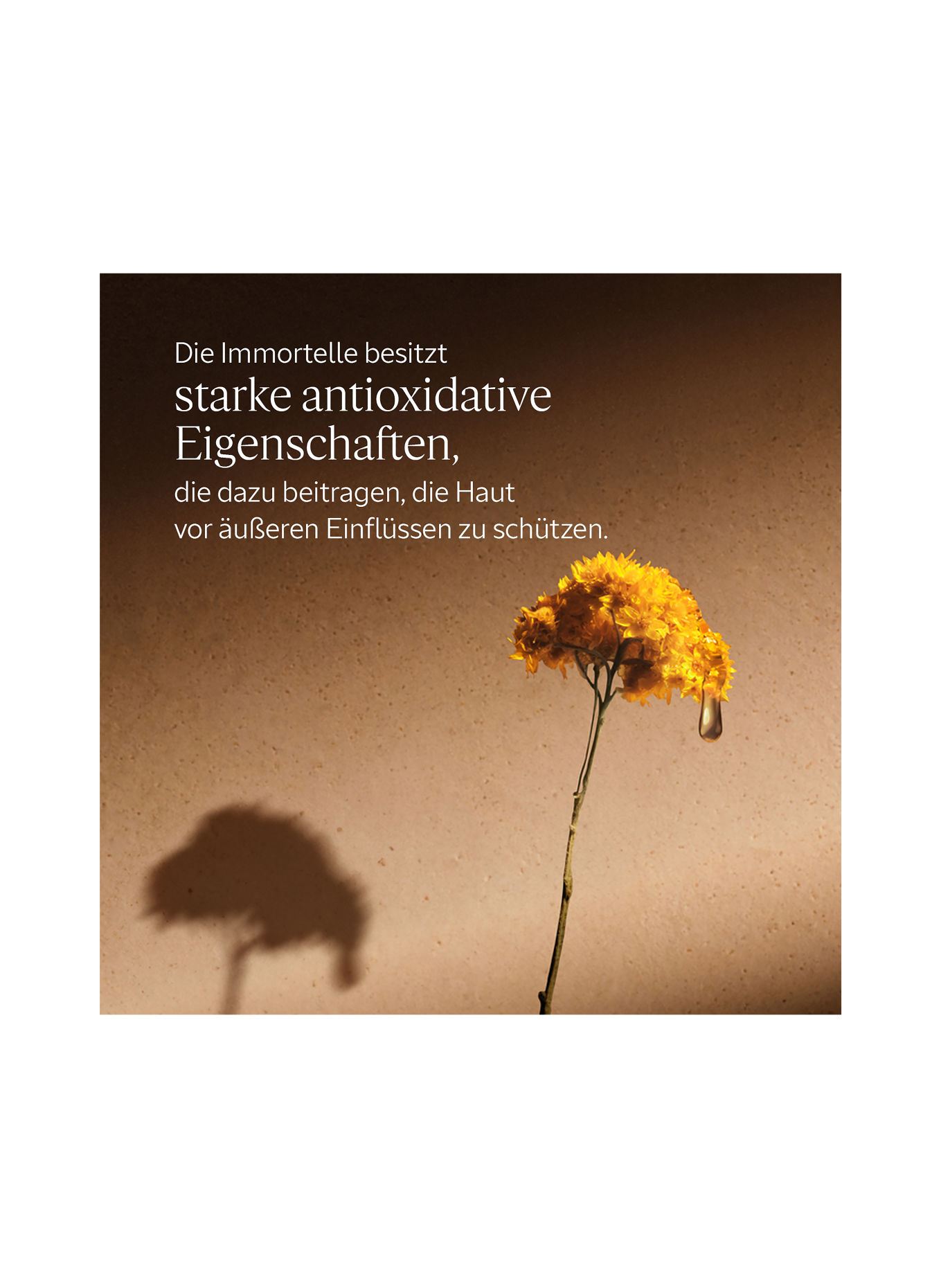 L'OCCITANE IMMORTELLE DIVINE SERUM