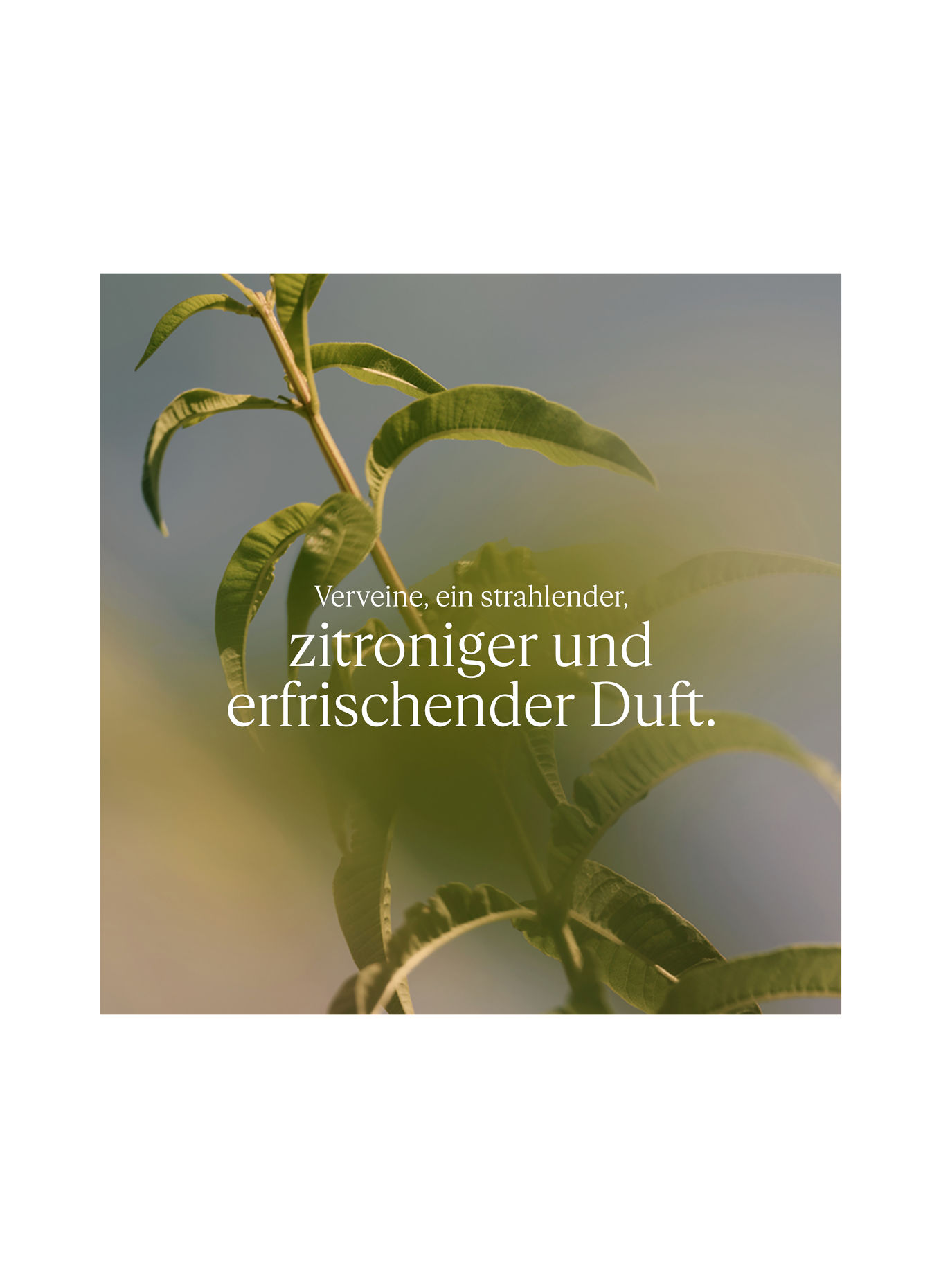 L'OCCITANE VERVEINE