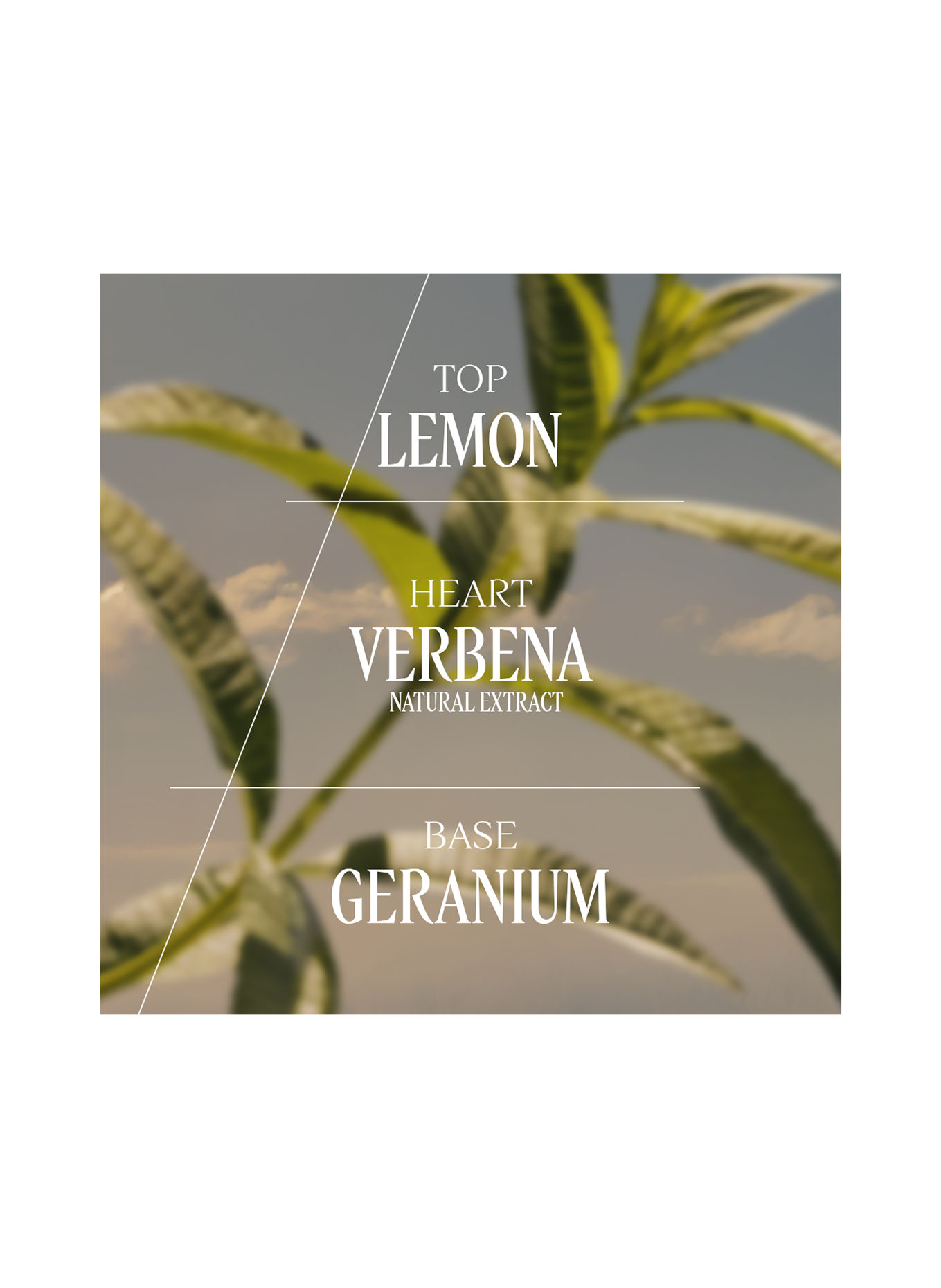 L'OCCITANE VERVEINE