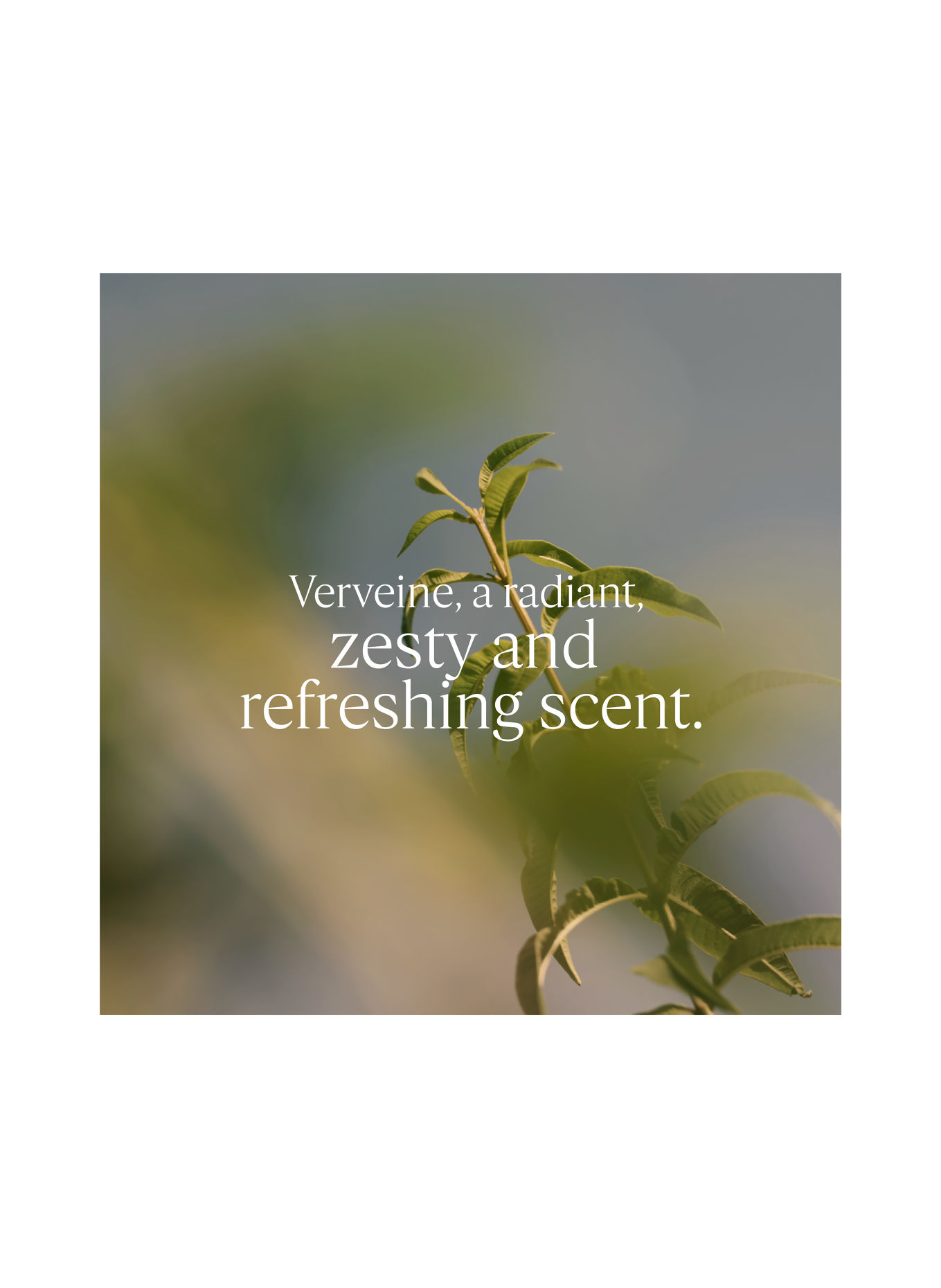 L'OCCITANE VERVEINE