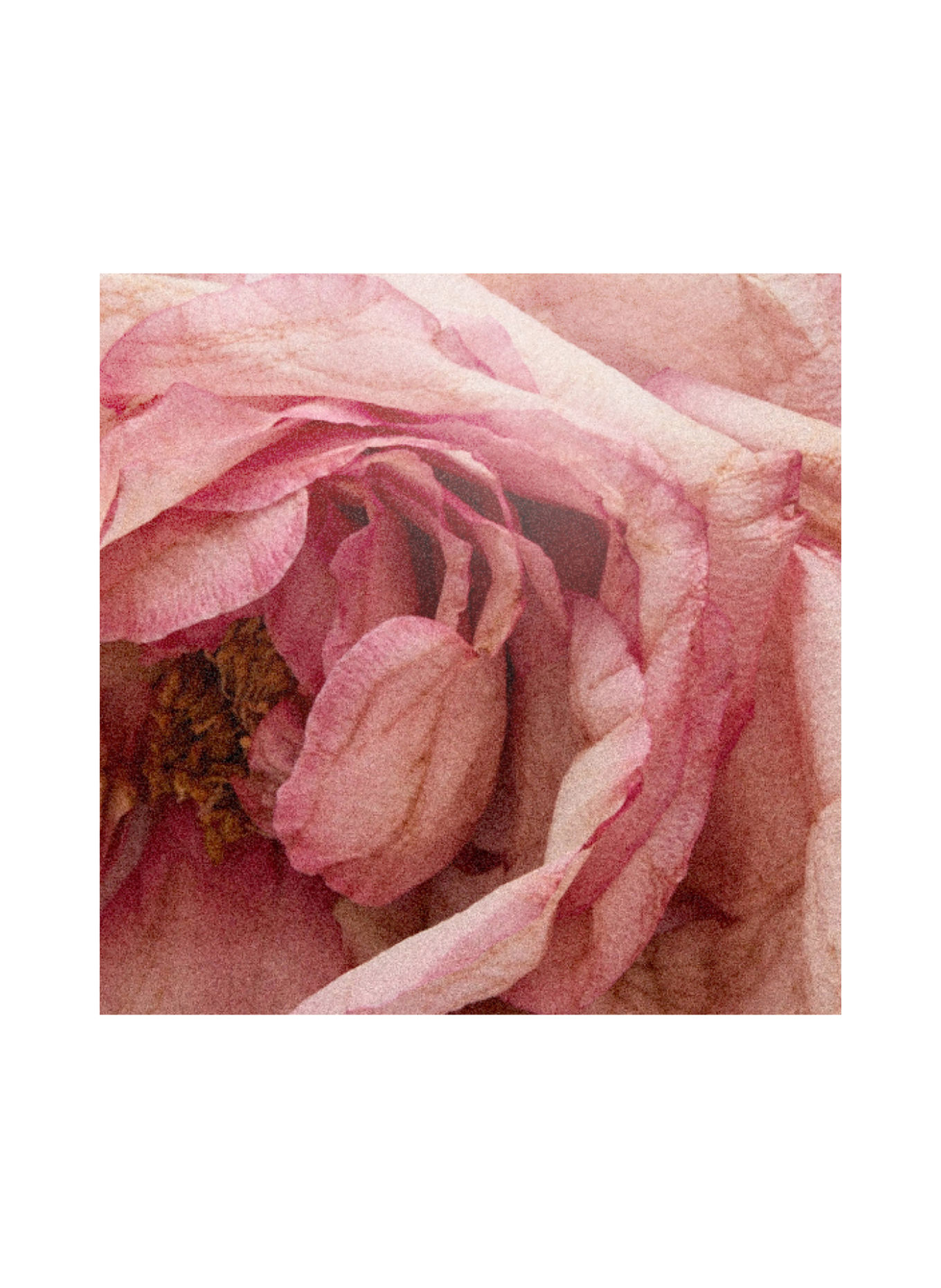 D.S. & DURGA ROSE ATLANTIC