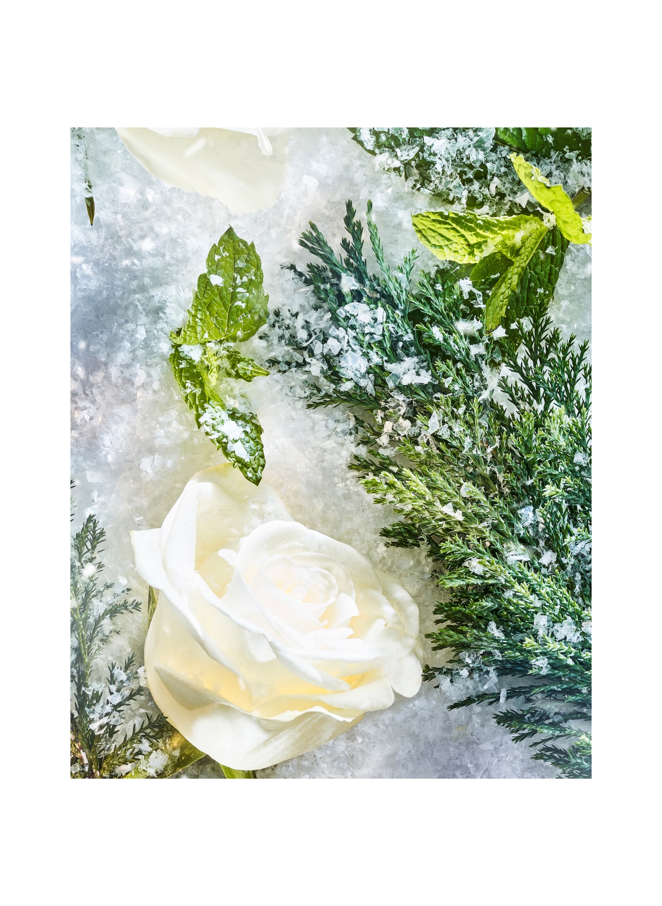 ROJA London ISOLA SNOW