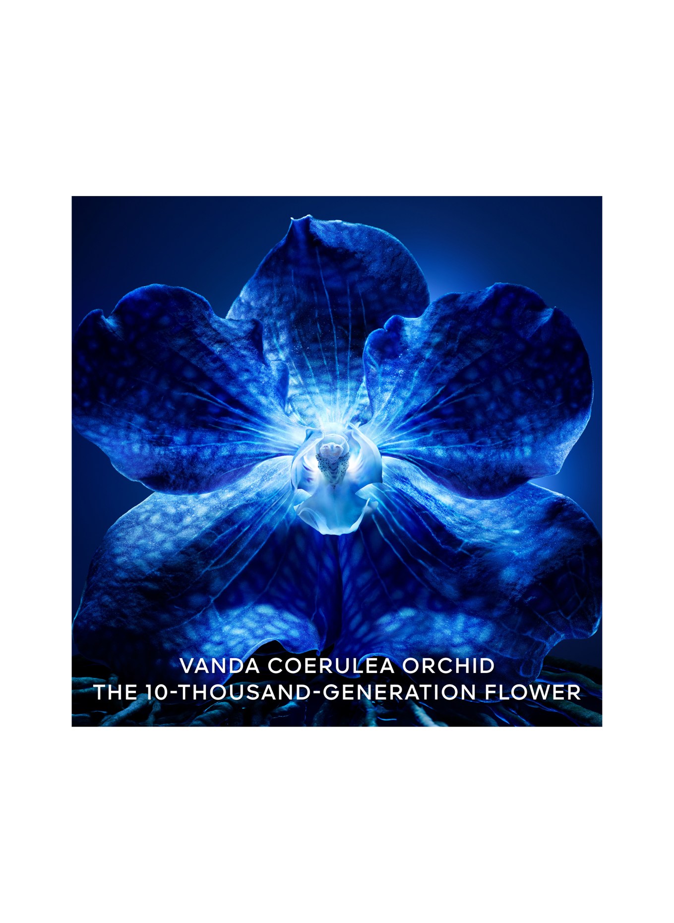 GUERLAIN ORCHIDÉE IMPÉRIALE LA CRÈME LONGÉVITÉ