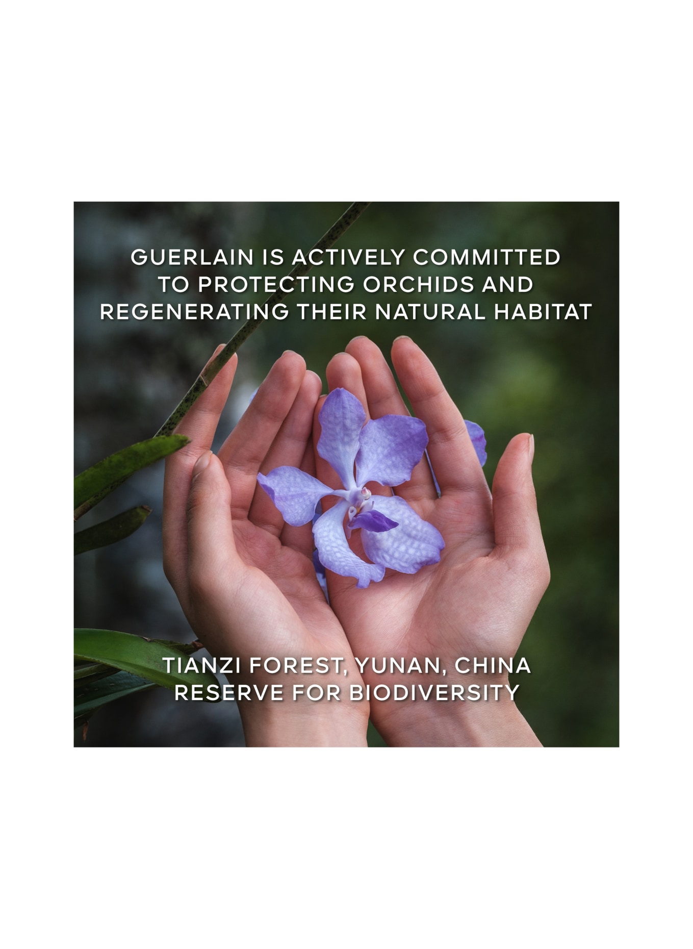 GUERLAIN ORCHIDÉE IMPÉRIALE LA CRÈME LONGÉVITÉ