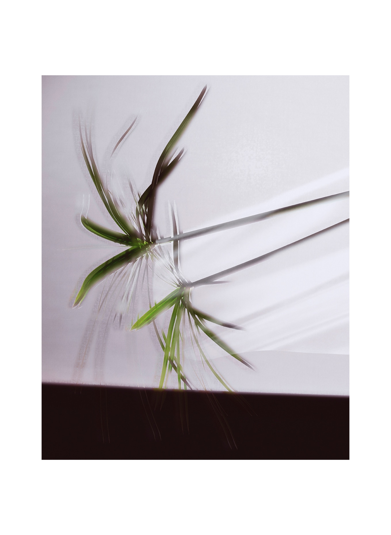 Brioni Fragrances PAPYRUS ÉTERNEL