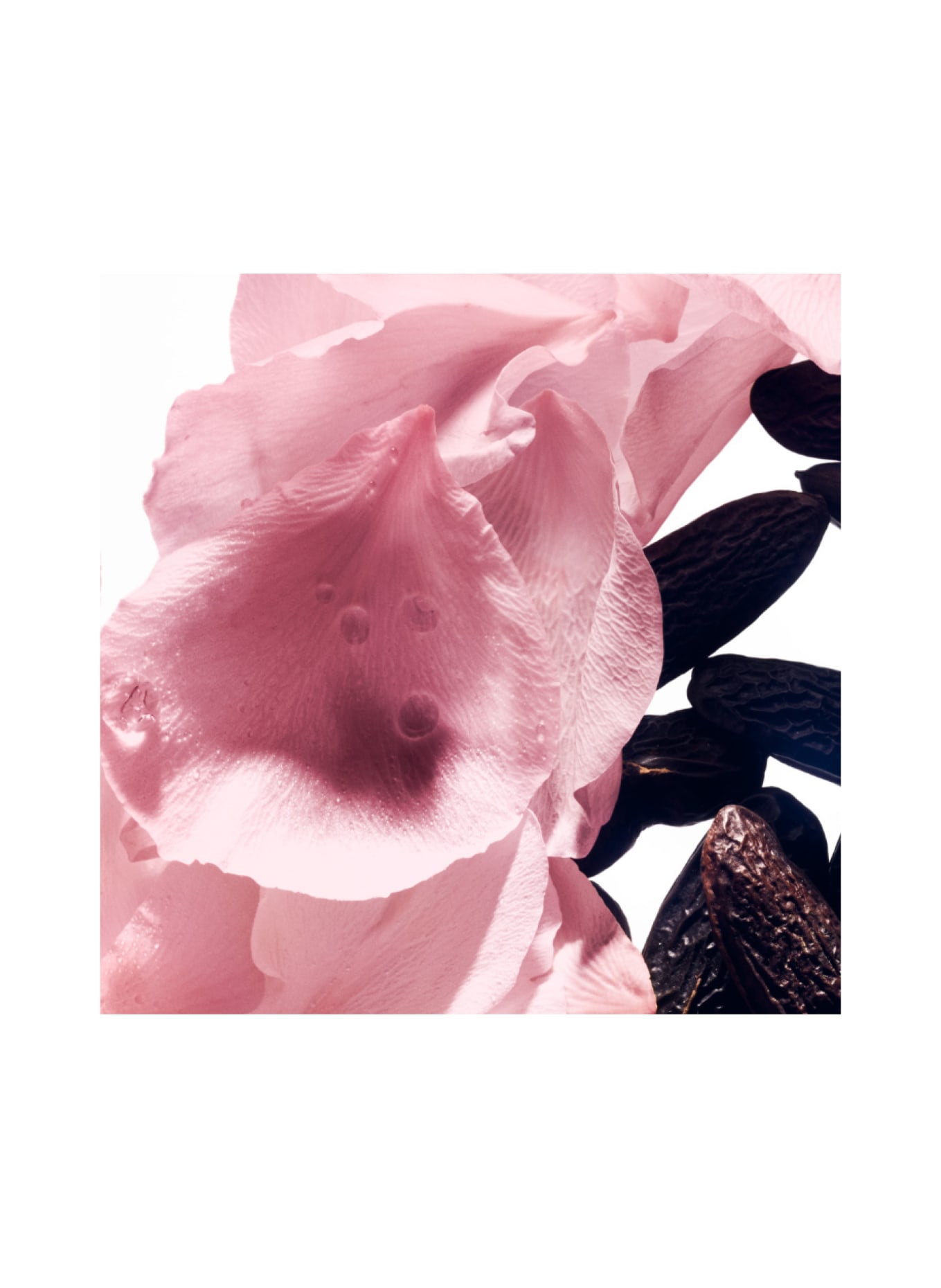 BALMAIN BEAUTY ROSE DE SOIE