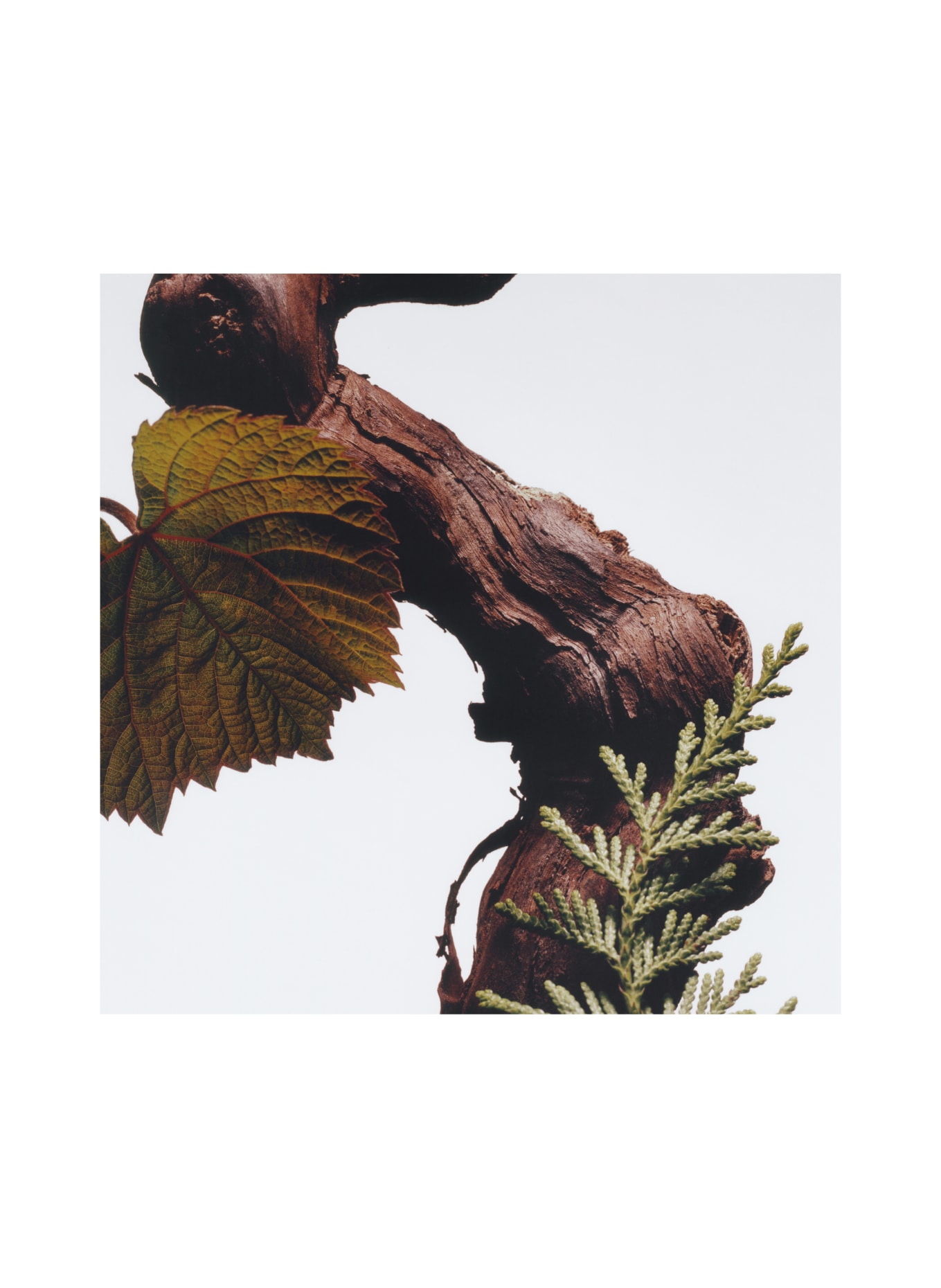 JO MALONE LONDON CAR DIFFUSER CYPRESS & GRAPEVINE REFILL