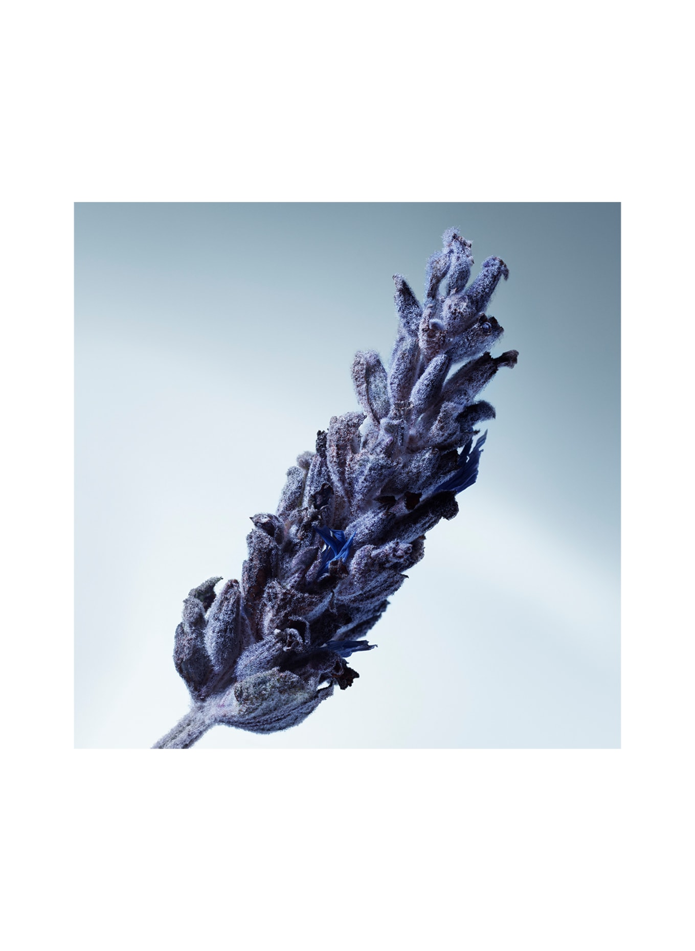 MATIERE PREMIERE METAL LAVENDER