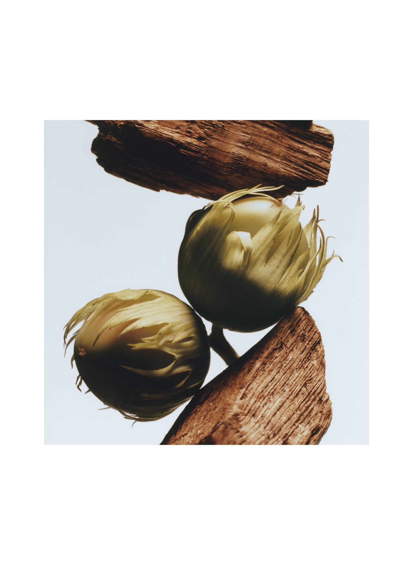 JO MALONE LONDON ENGLISH OAK & HAZELNUT