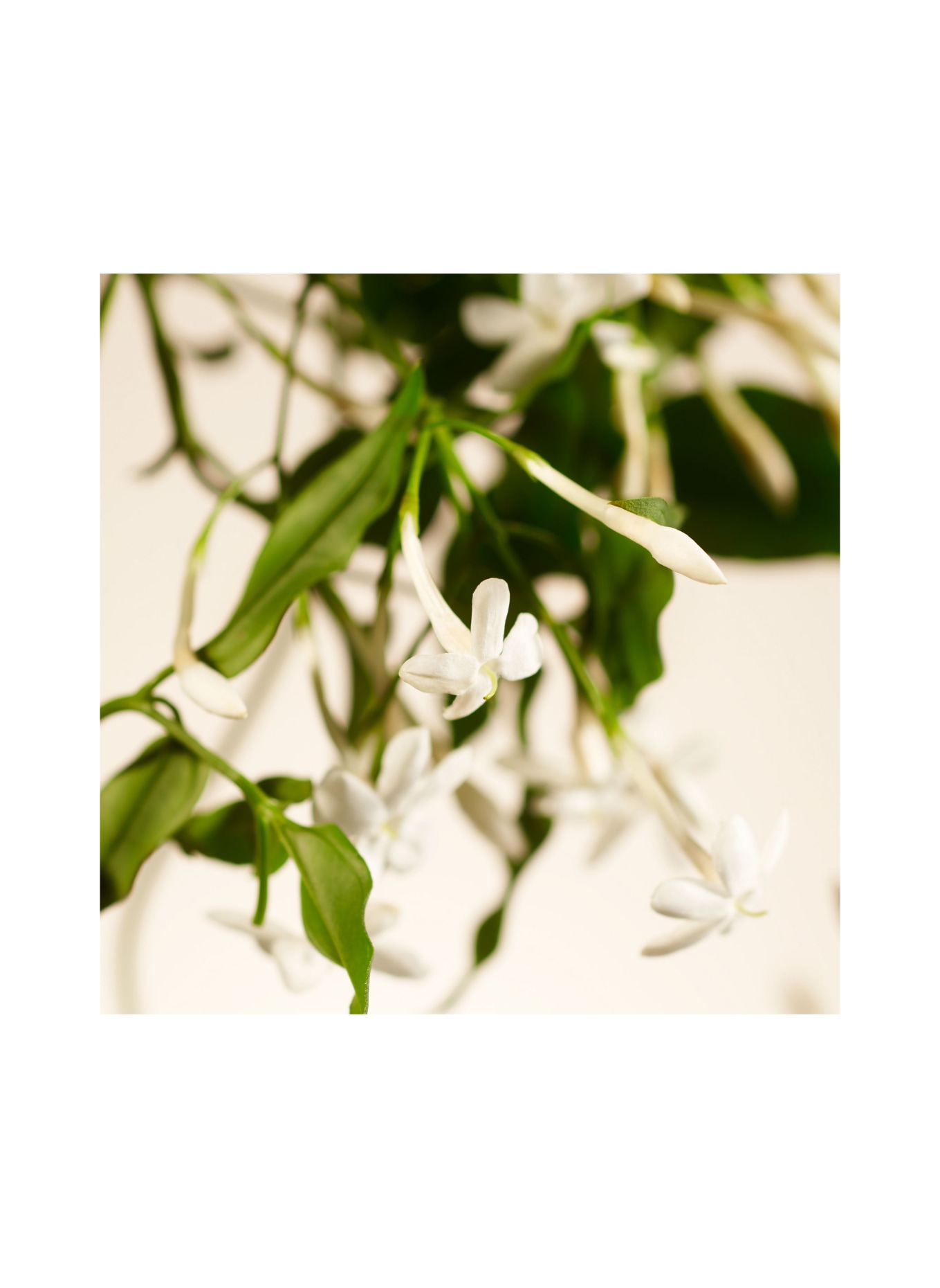 RITUALS SWEET JASMINE