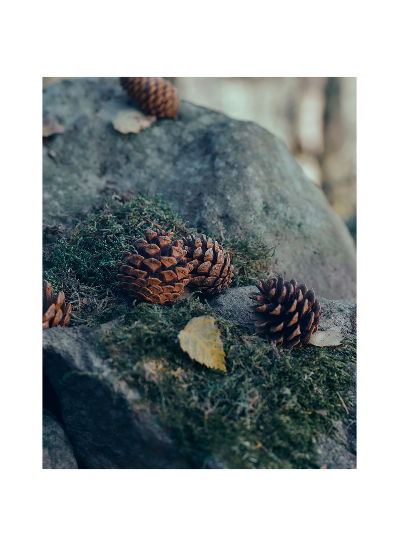 ZEGNA PARFUMS IL SOTTOBOSCO