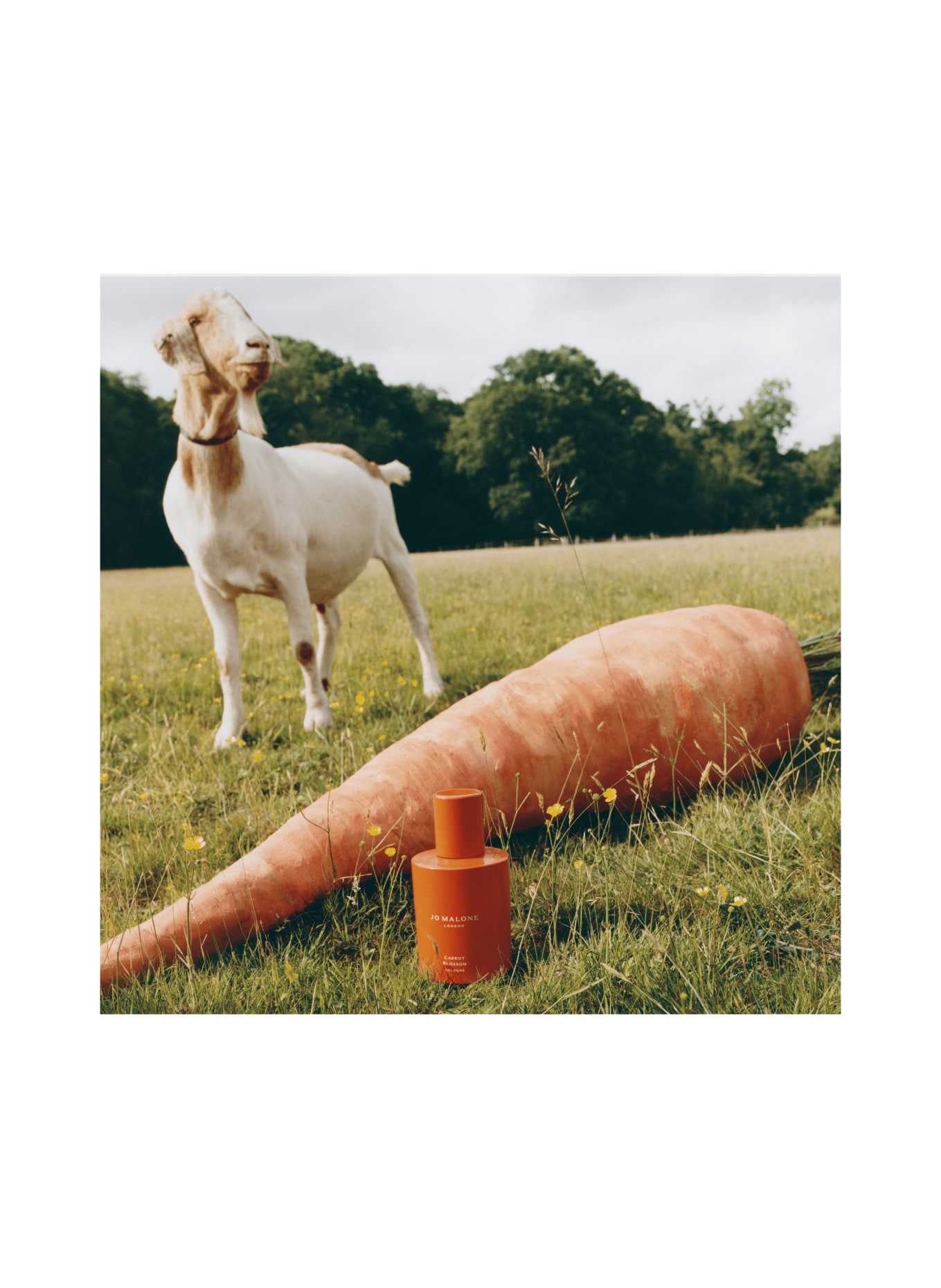 JO MALONE LONDON CARROT BLOSSOM