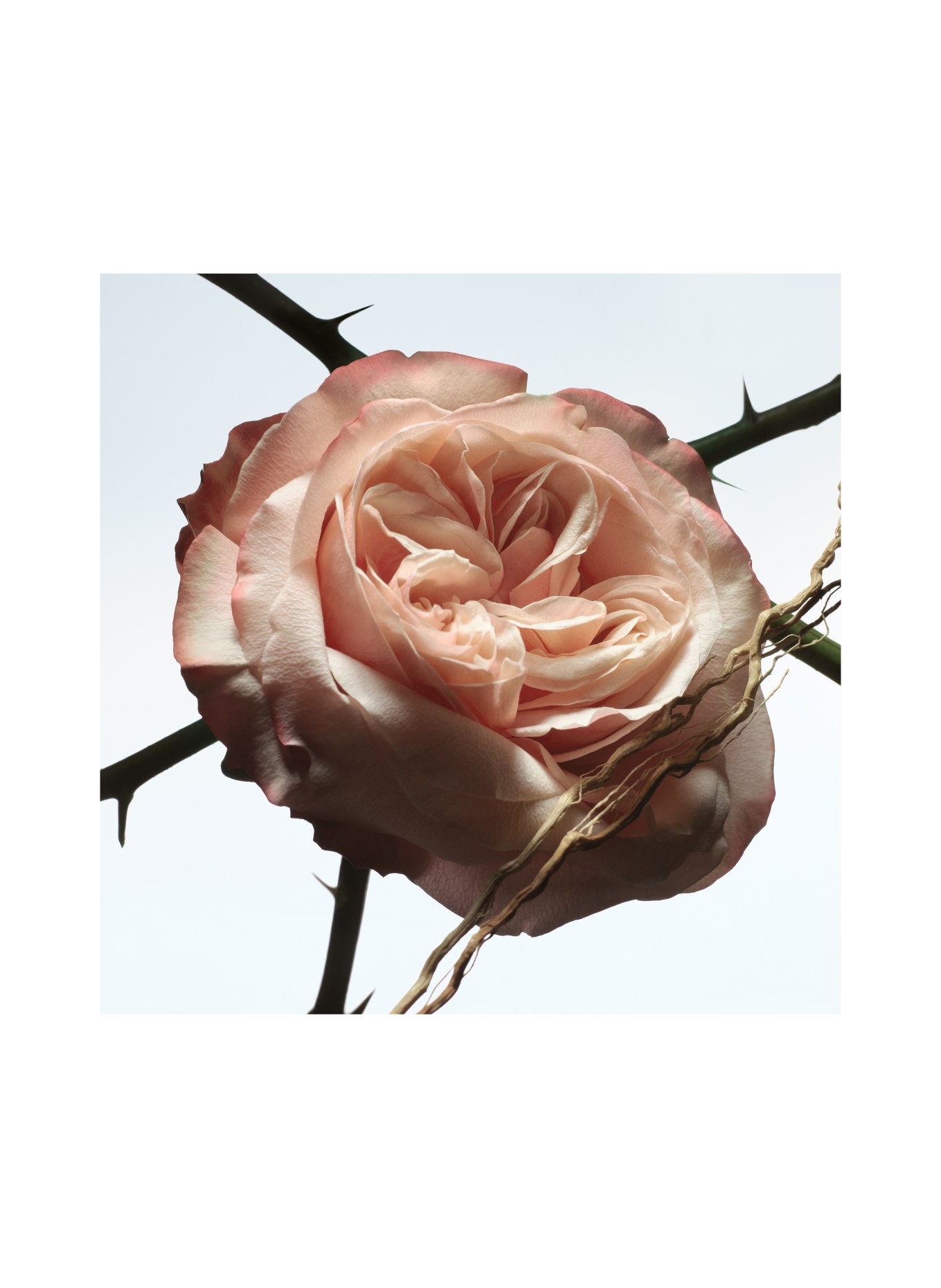 DRIES VAN NOTEN BEAUTY ROSA CARNIVORA