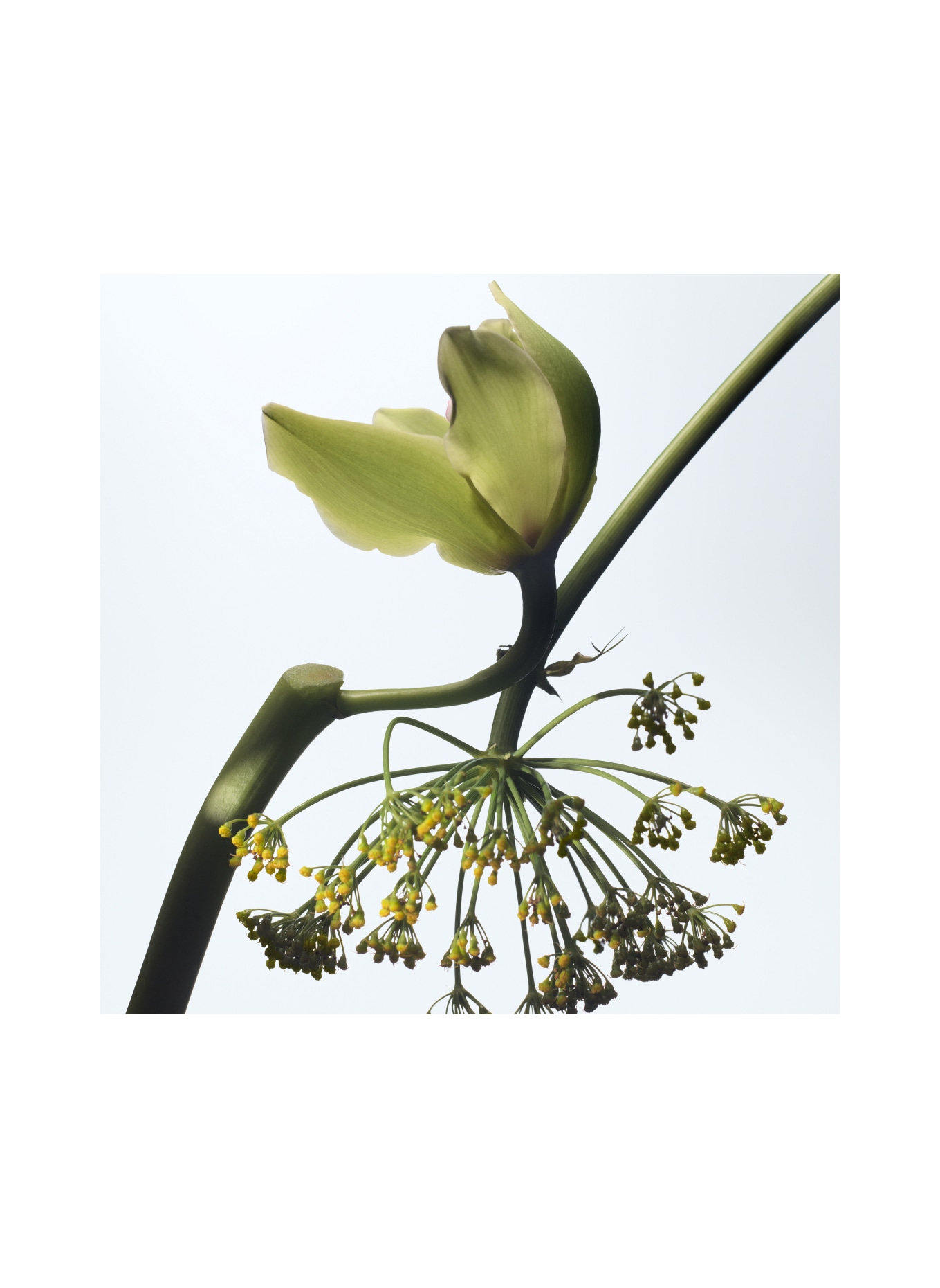 DRIES VAN NOTEN BEAUTY VANILLE CAMOUFLAGE