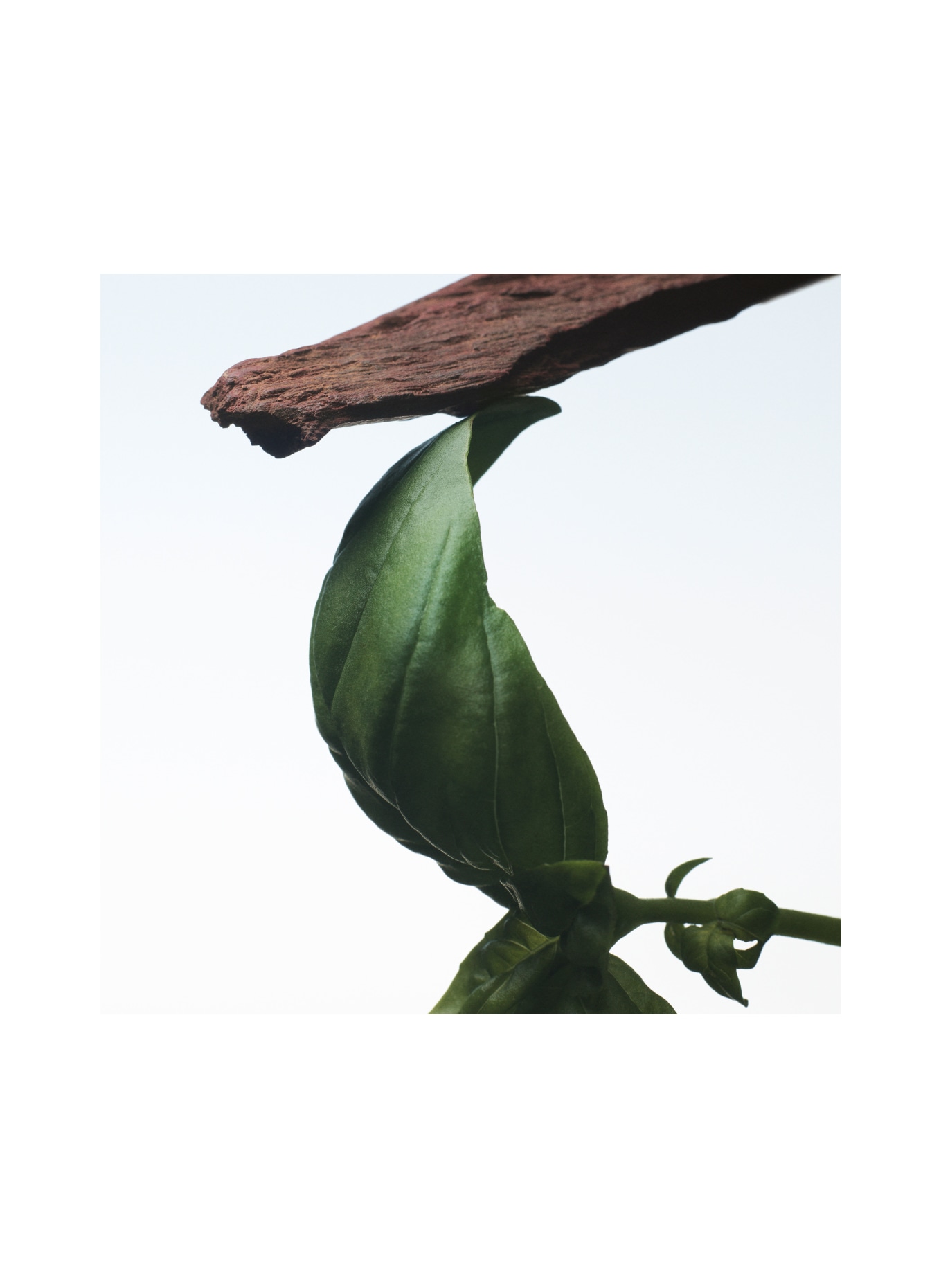 DRIES VAN NOTEN BEAUTY CRAZY BASIL