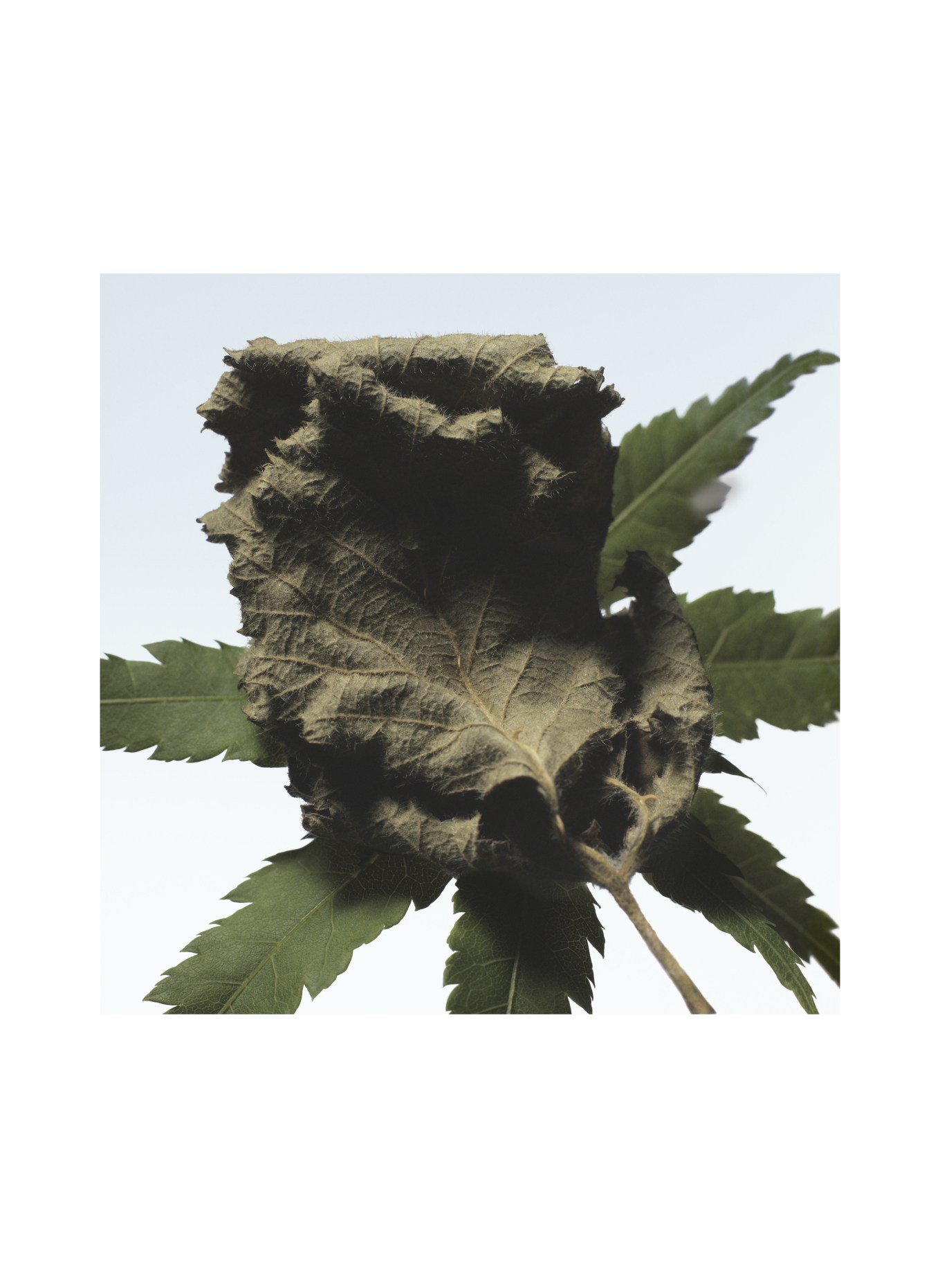 DRIES VAN NOTEN BEAUTY CANNABIS PATCHOULI