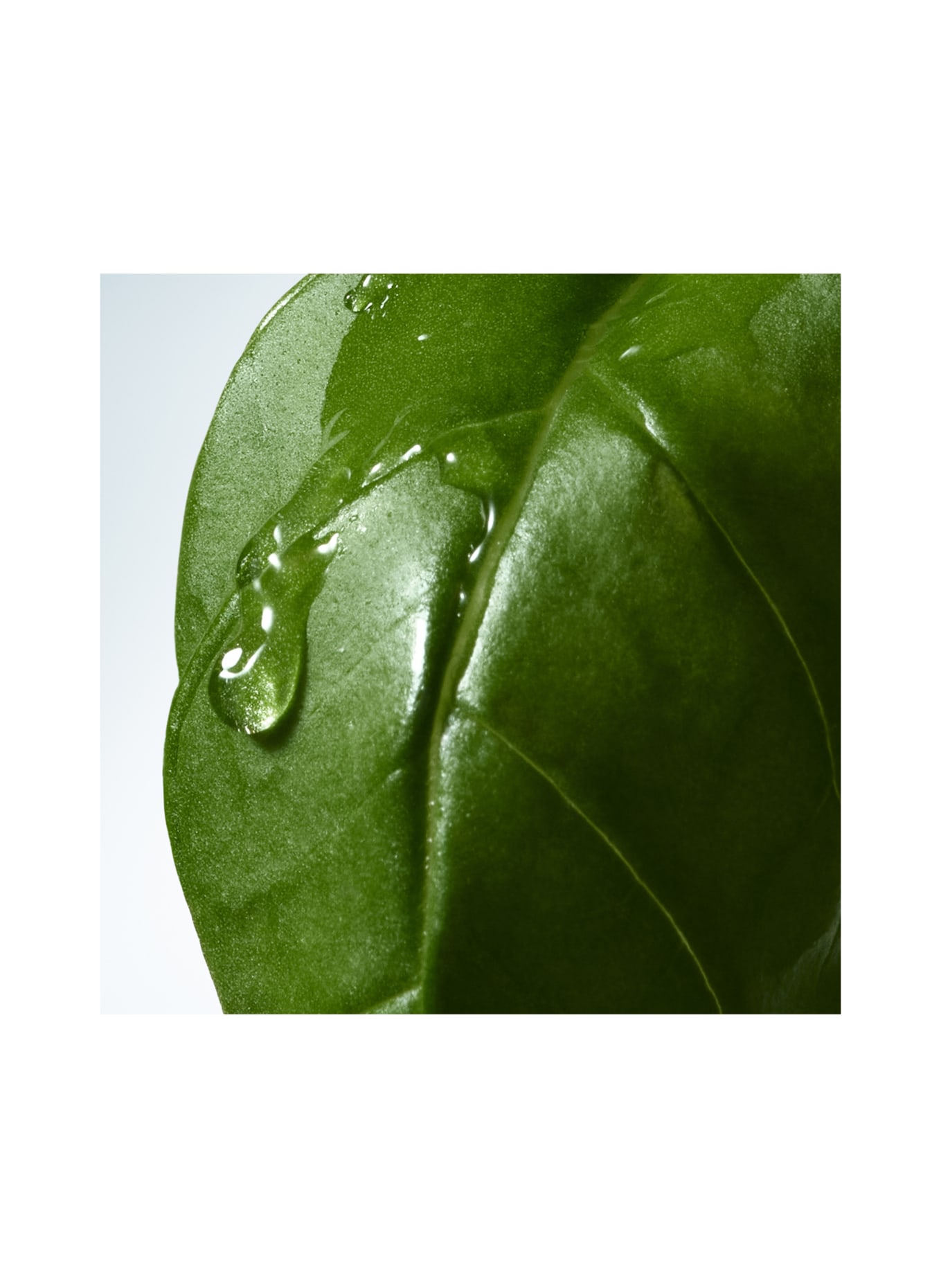 DRIES VAN NOTEN BEAUTY BASIL & HINOKI