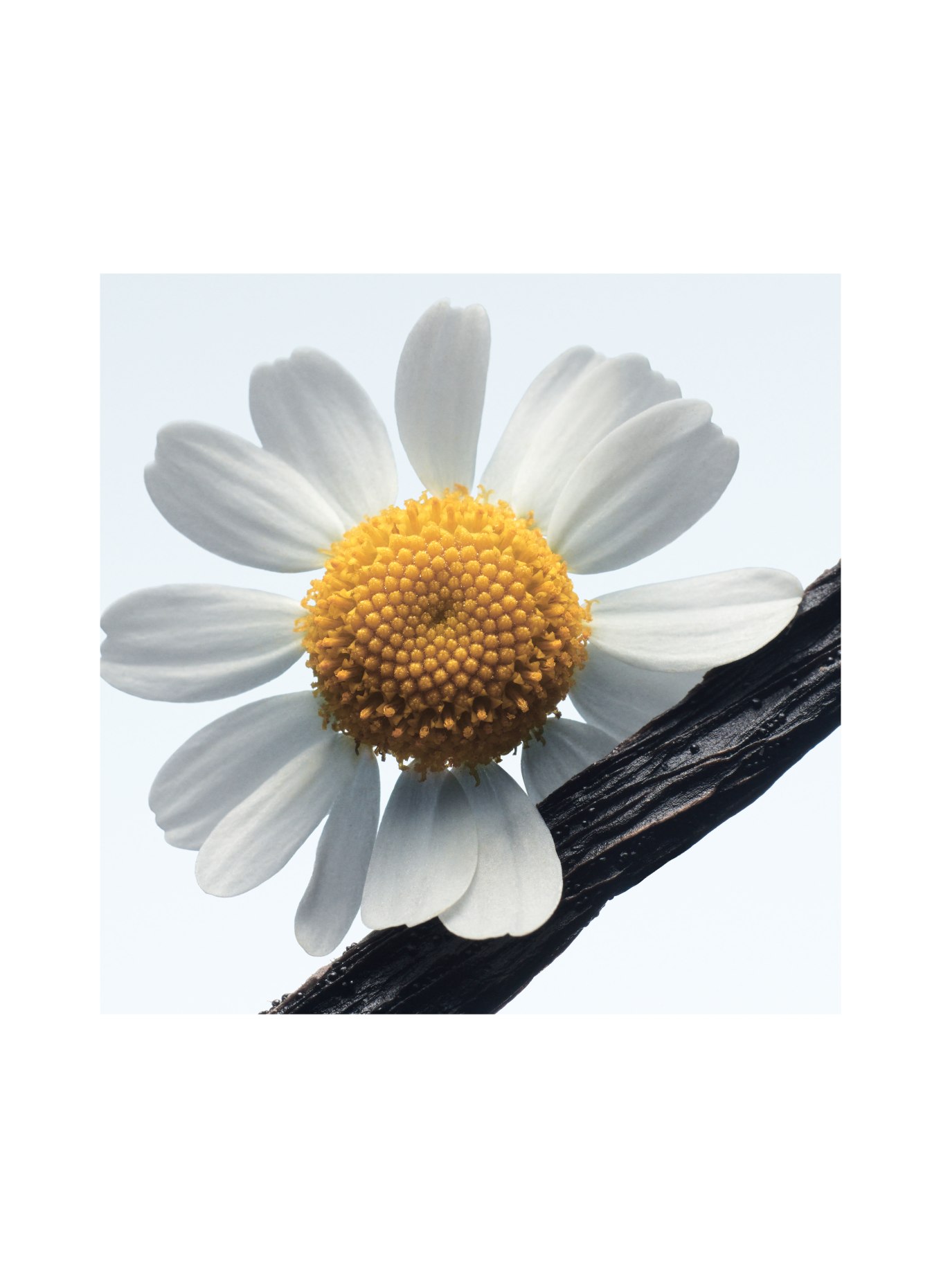 DRIES VAN NOTEN BEAUTY CAMOMILLE SATIN