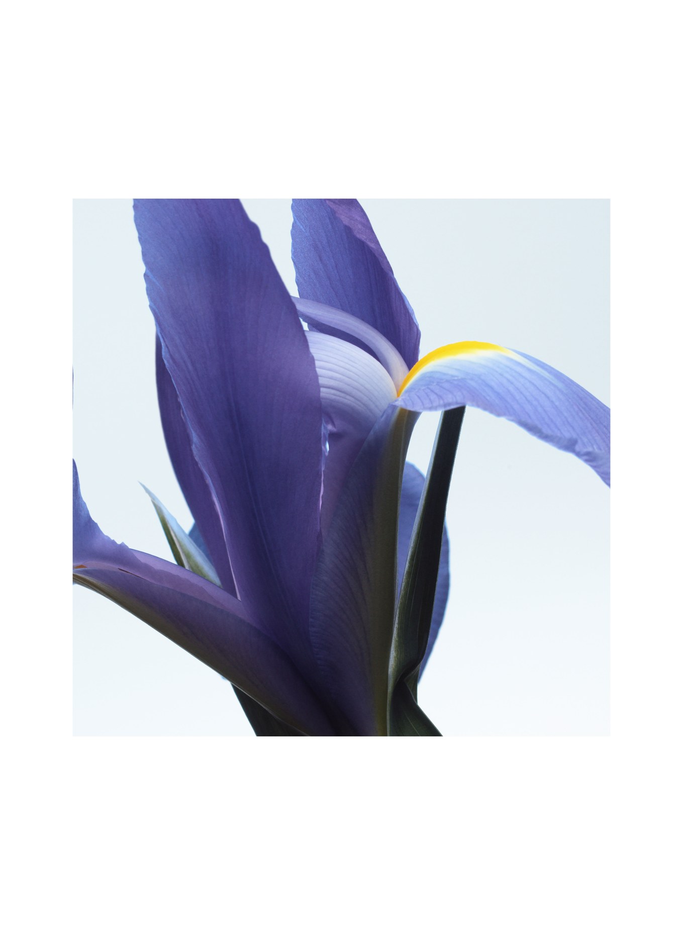 DRIES VAN NOTEN BEAUTY NEON GARDEN