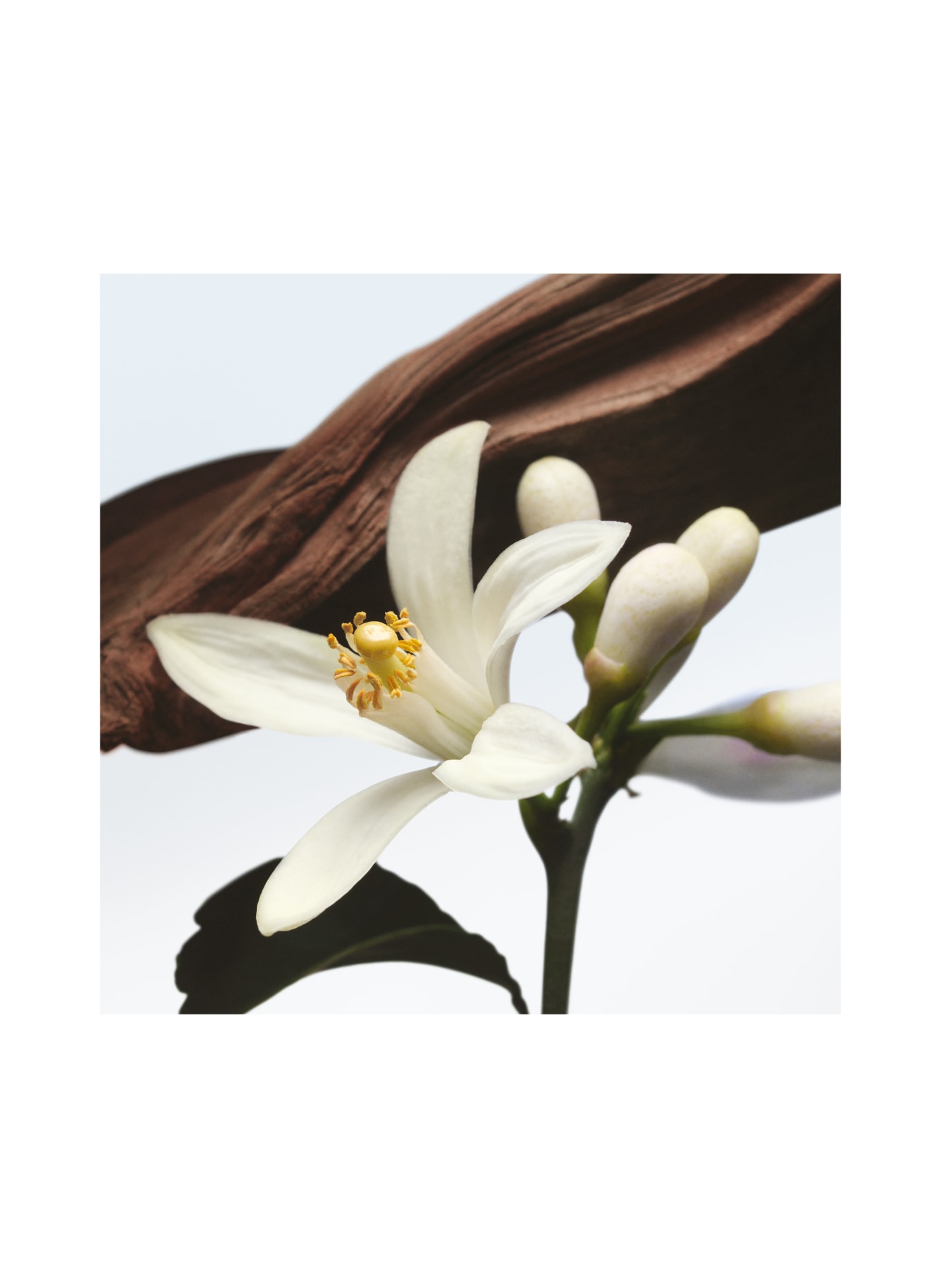 DRIES VAN NOTEN BEAUTY JARDIN DE L’ORANGERIE