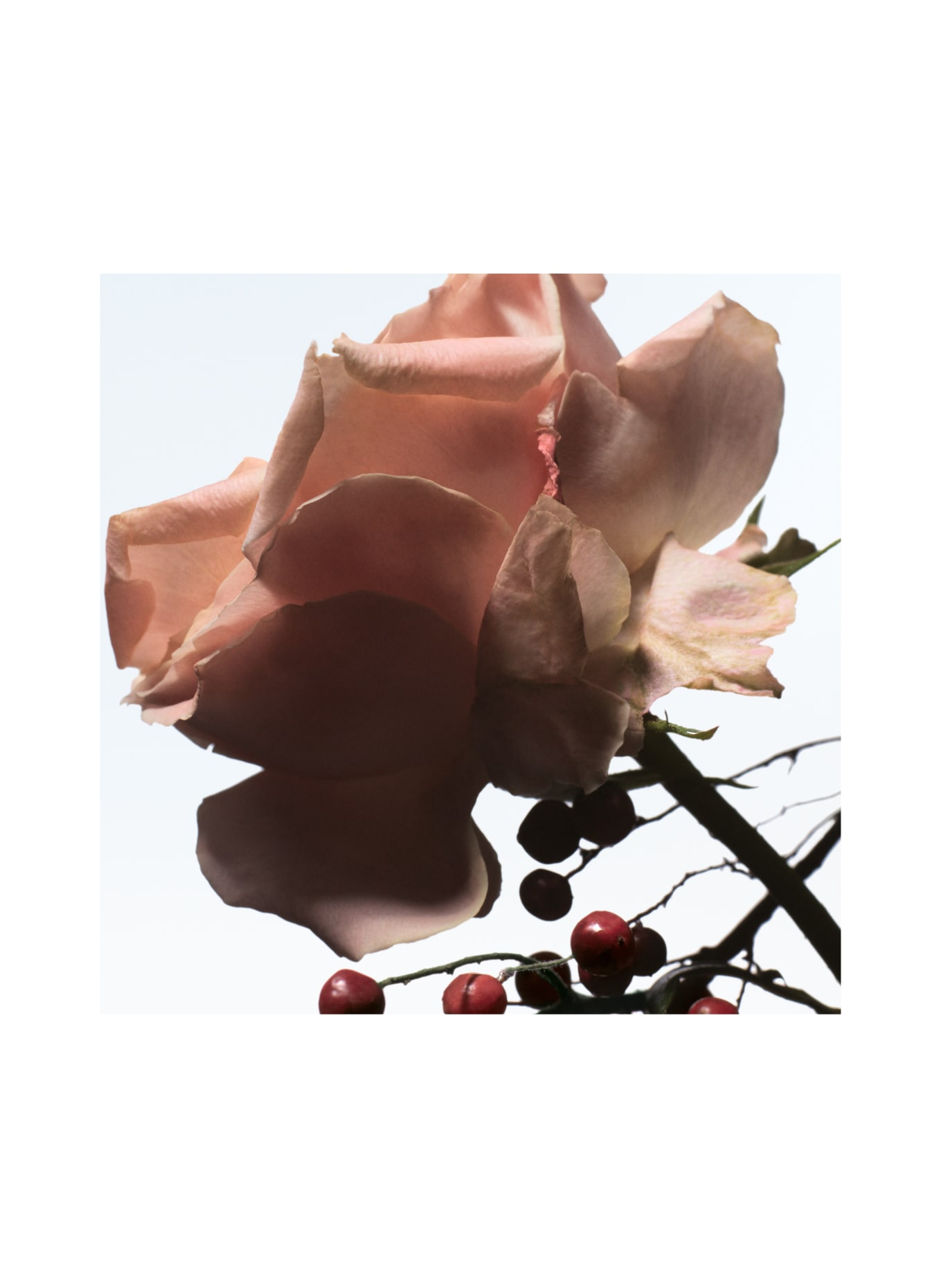 DRIES VAN NOTEN BEAUTY RAVING ROSE