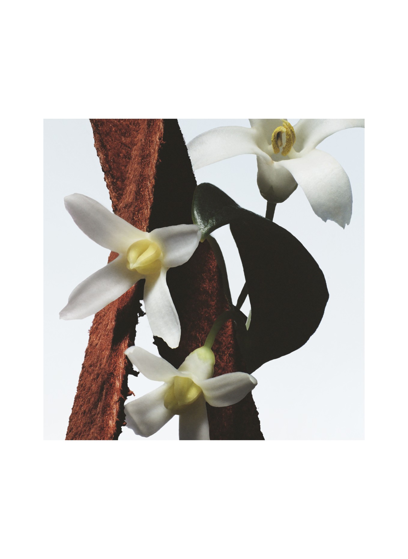 DRIES VAN NOTEN BEAUTY FLEUR DU MAL