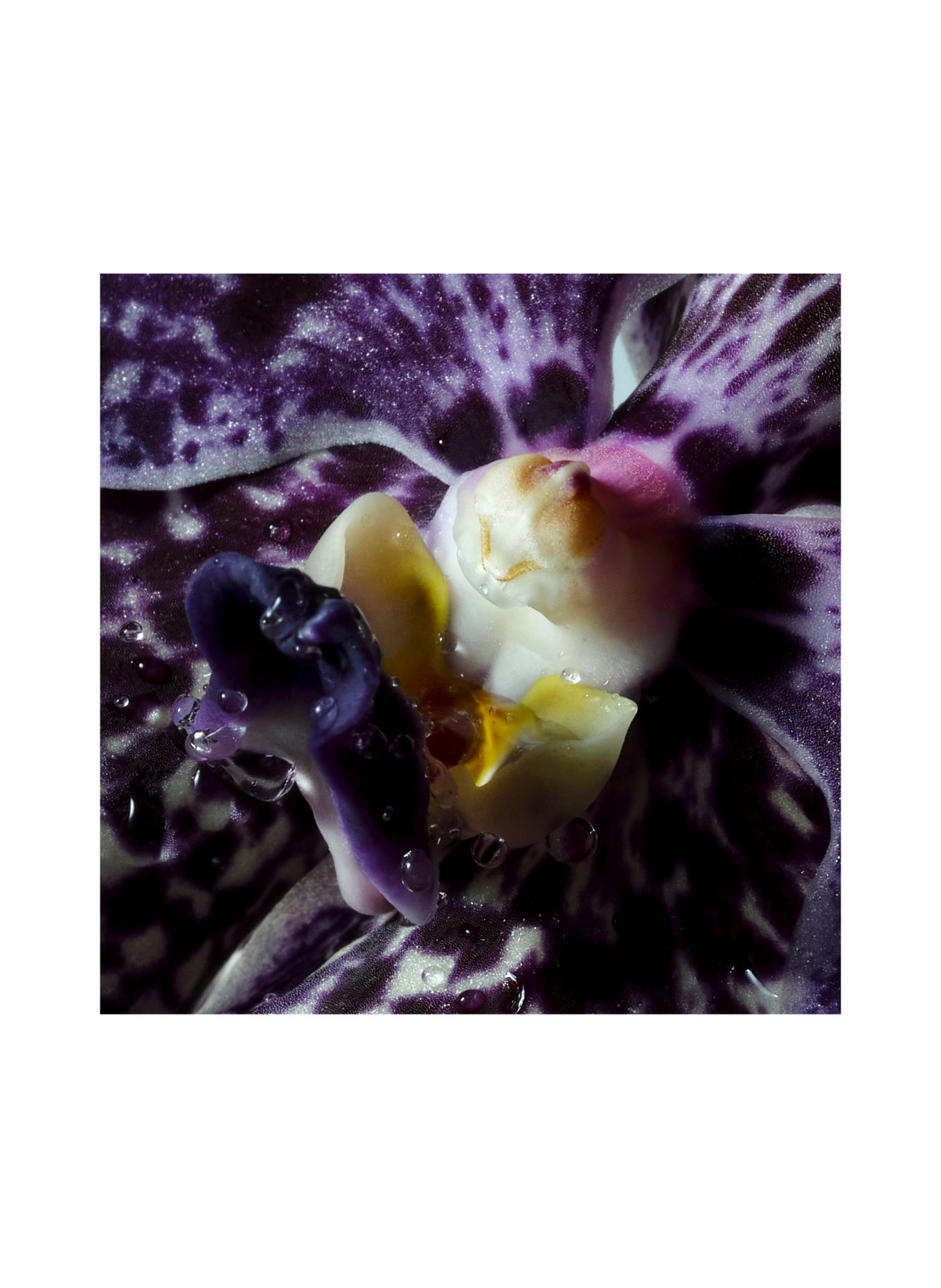 DRIES VAN NOTEN BEAUTY SOIE & AMBER