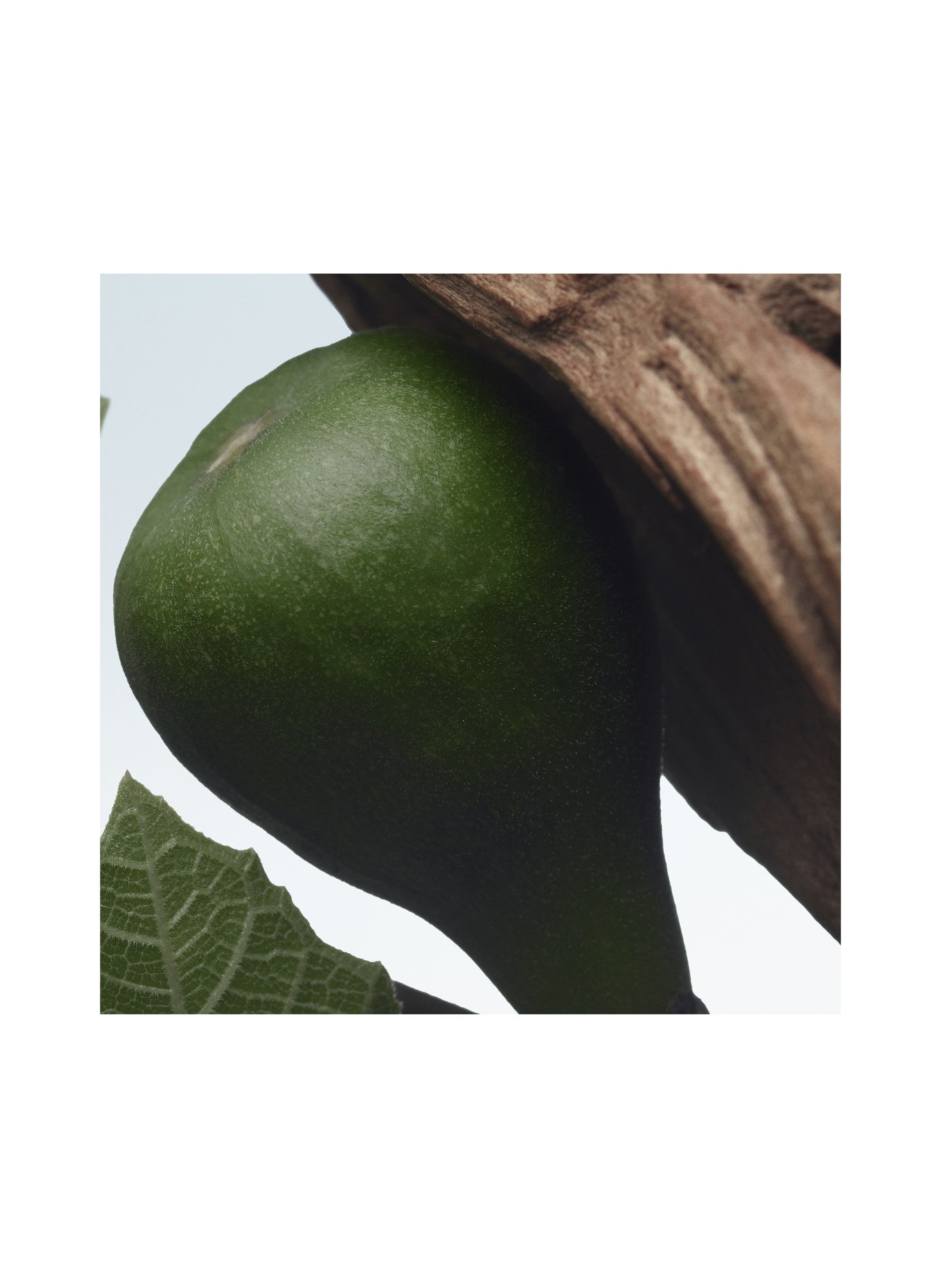 DRIES VAN NOTEN BEAUTY SANTAL GREENERY