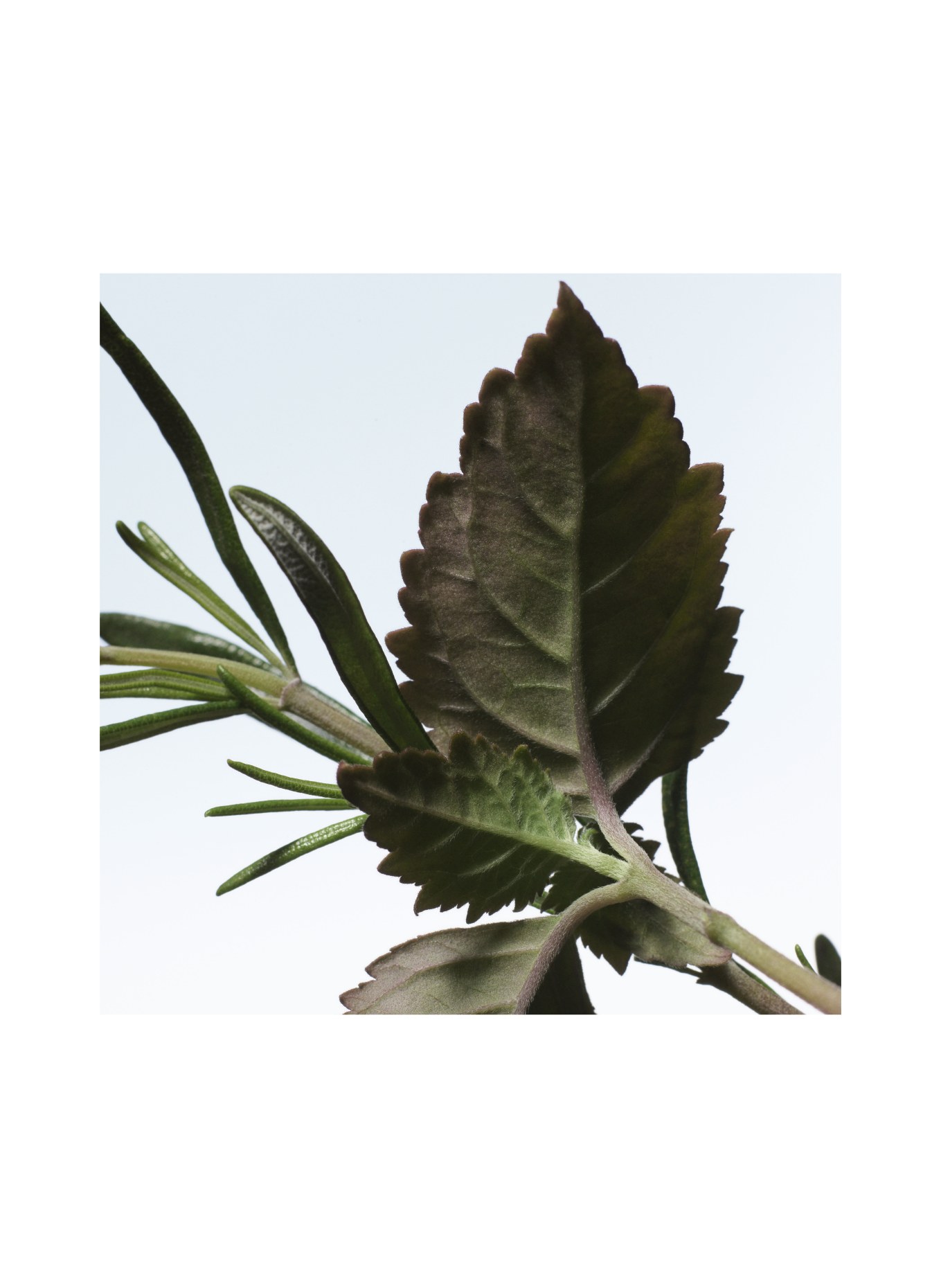 DRIES VAN NOTEN BEAUTY VOODOO CHILE