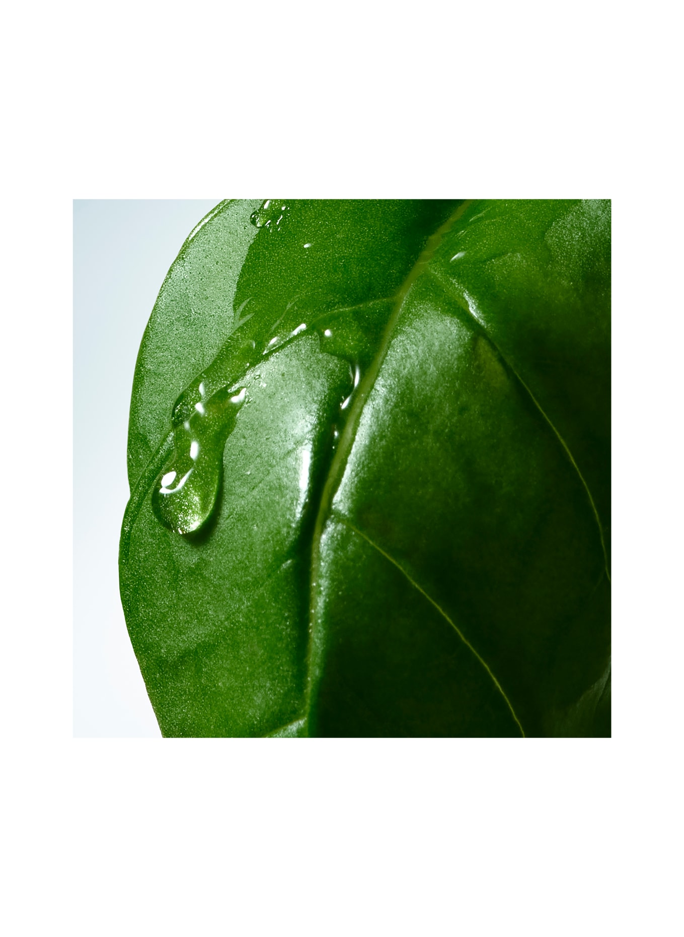DRIES VAN NOTEN BEAUTY BASIL & HINOKI