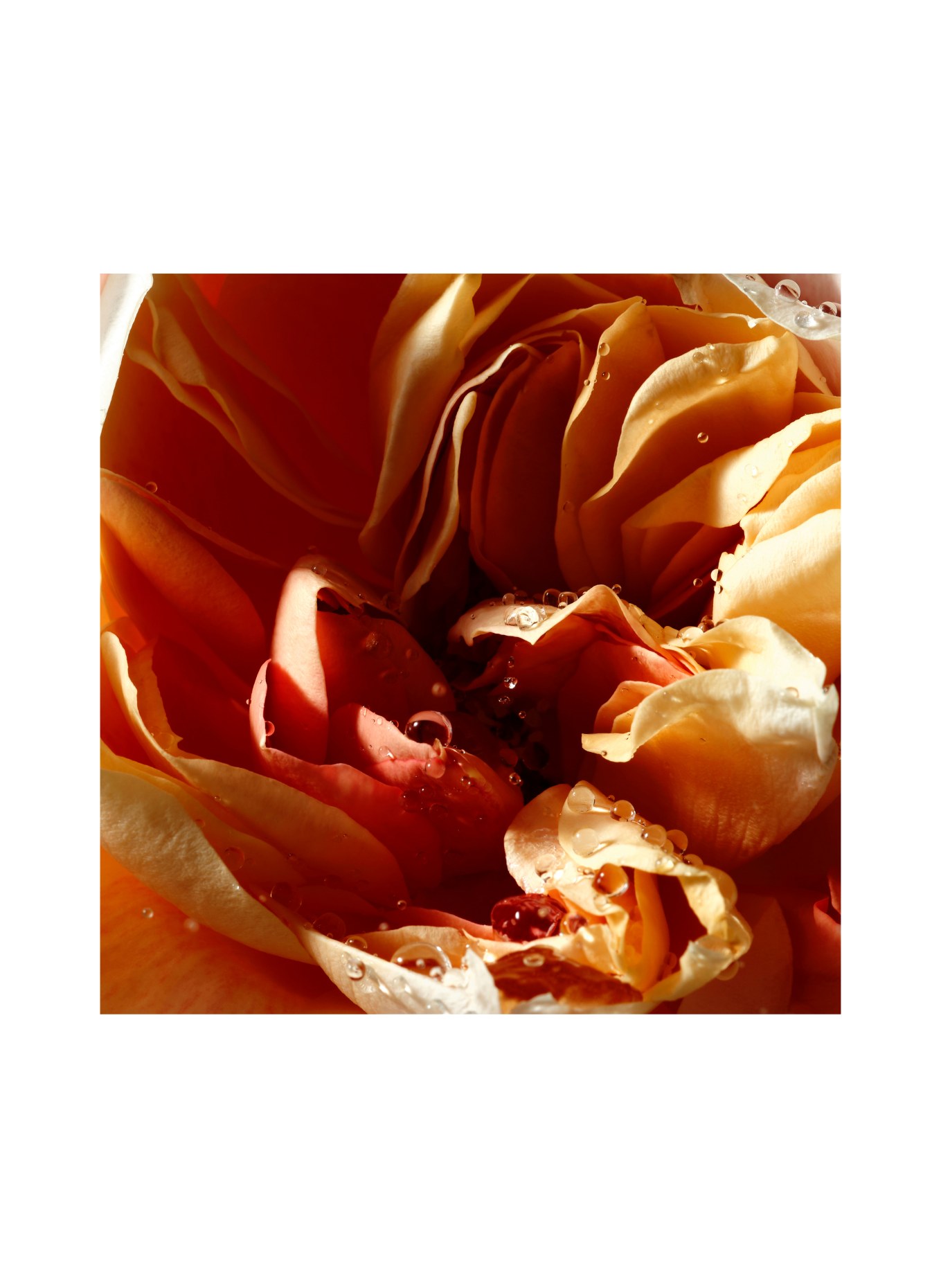DRIES VAN NOTEN BEAUTY PEPPER & ROSE