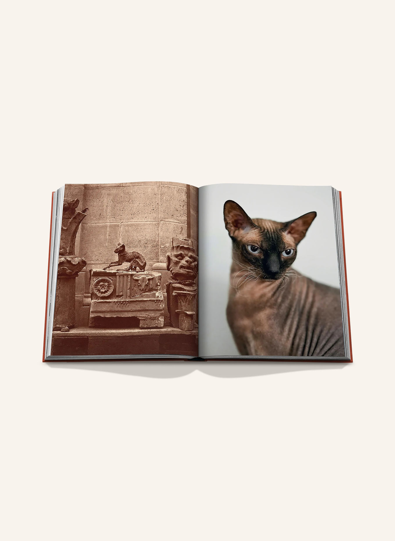 ASSOULINE Book: CHIC CATS: ORANGE / GOLD / WHITE