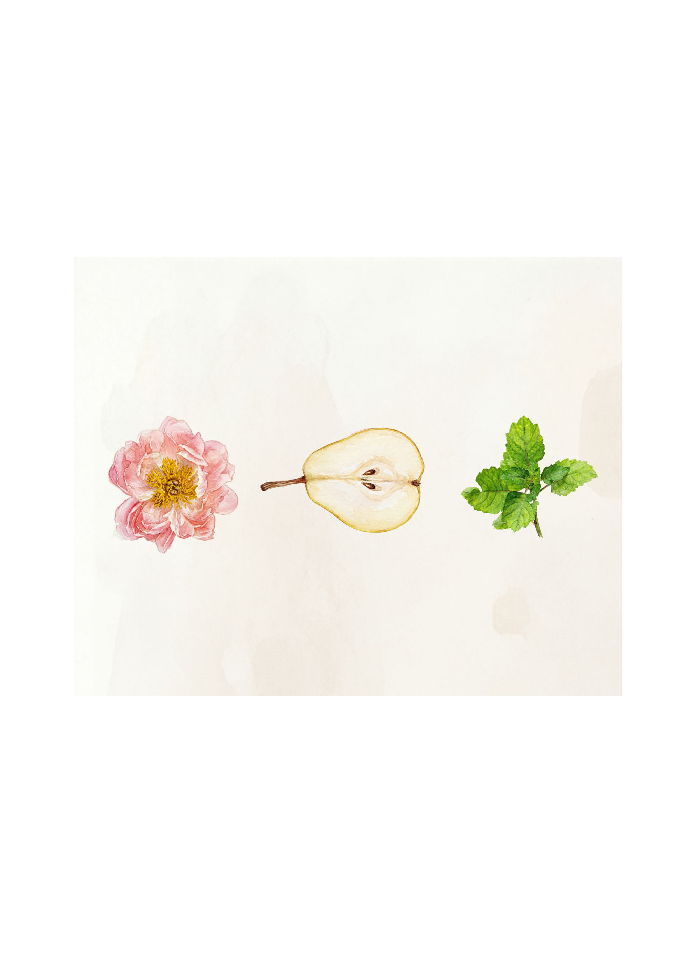AVAU PETAL POP