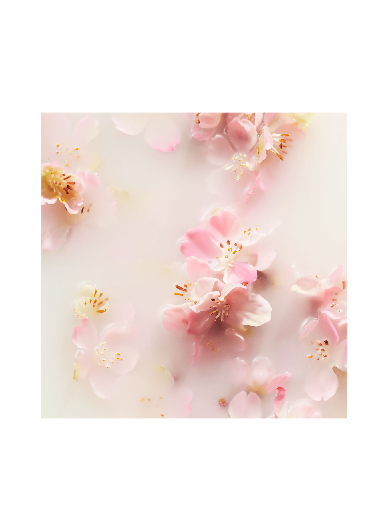 RITUALS THE RITUAL OF SAKURA