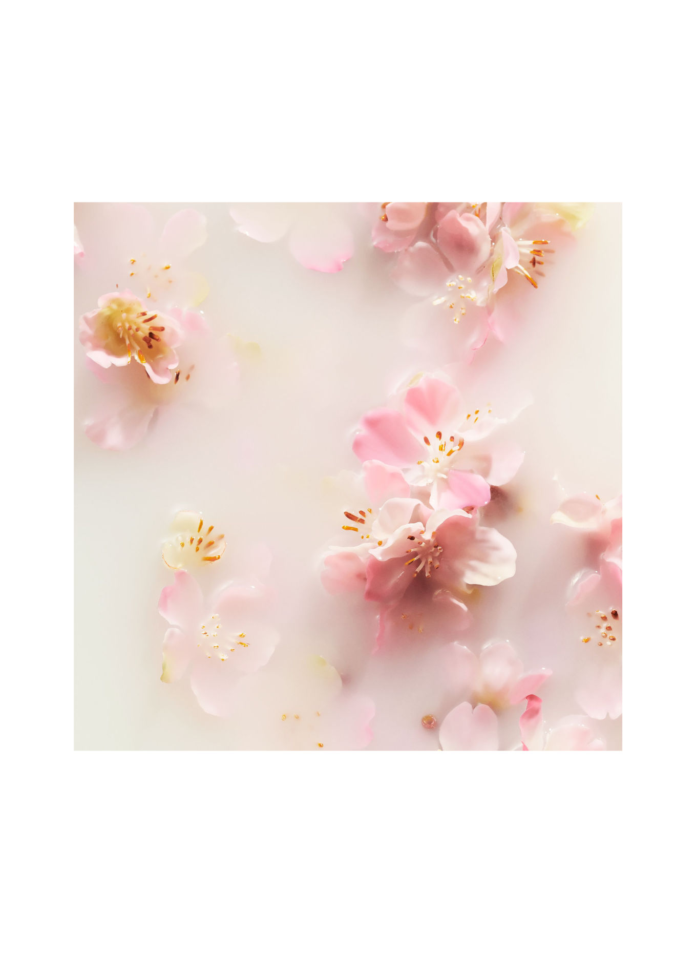 RITUALS THE RITUAL OF SAKURA