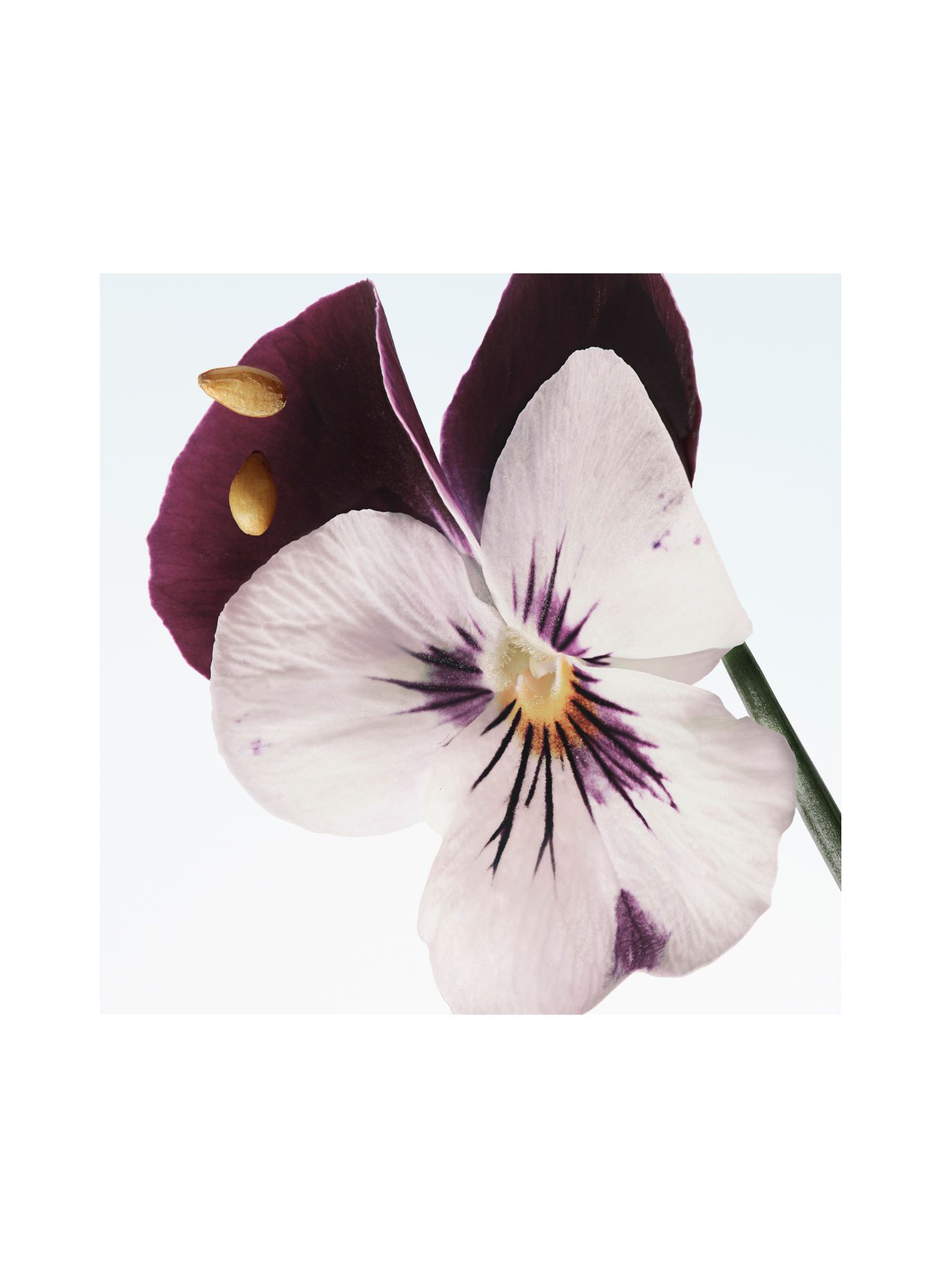 DRIES VAN NOTEN VELVET VIOLET