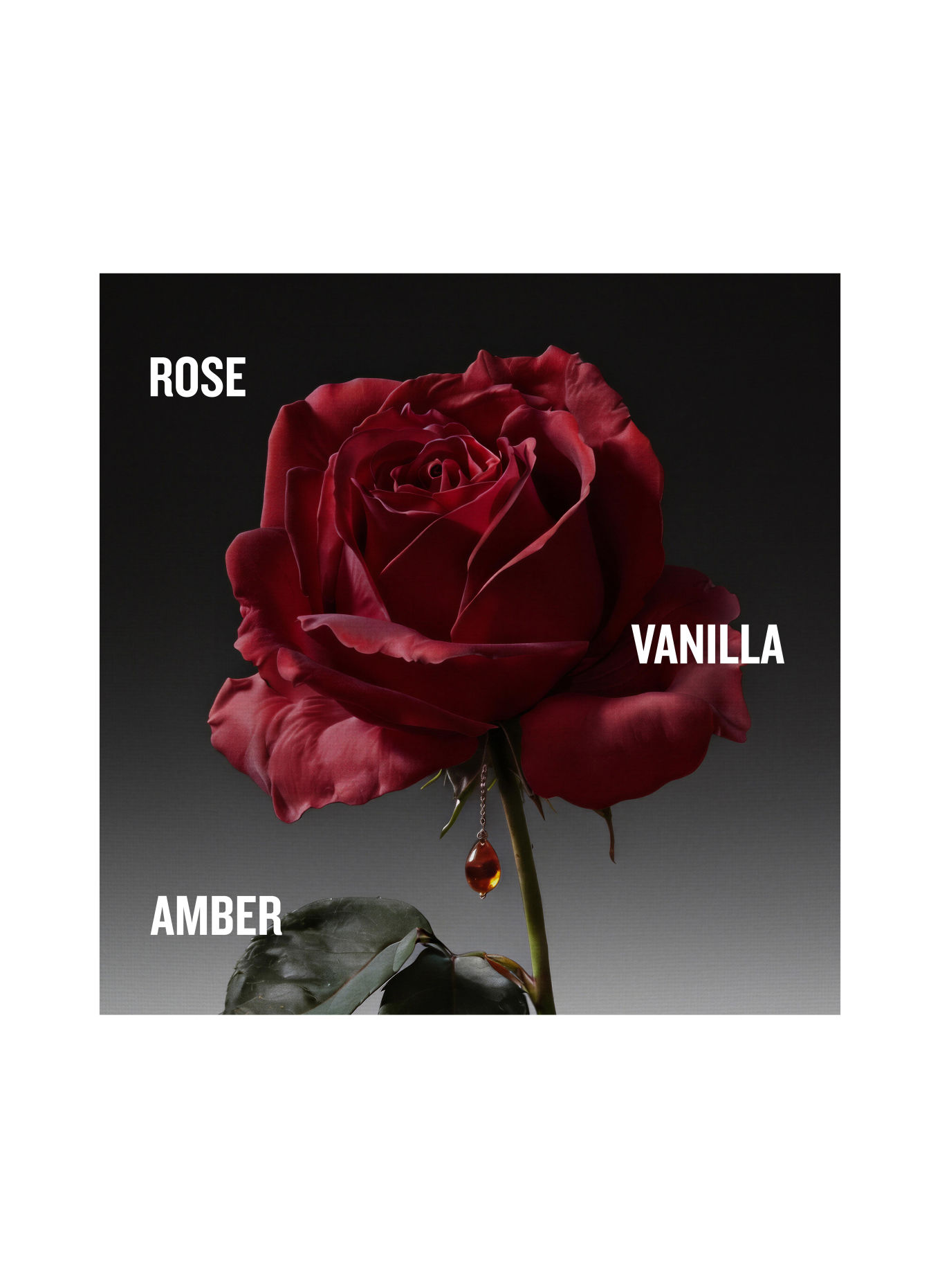 PENHALIGON'S THE COVETED DUCHESS ROSE