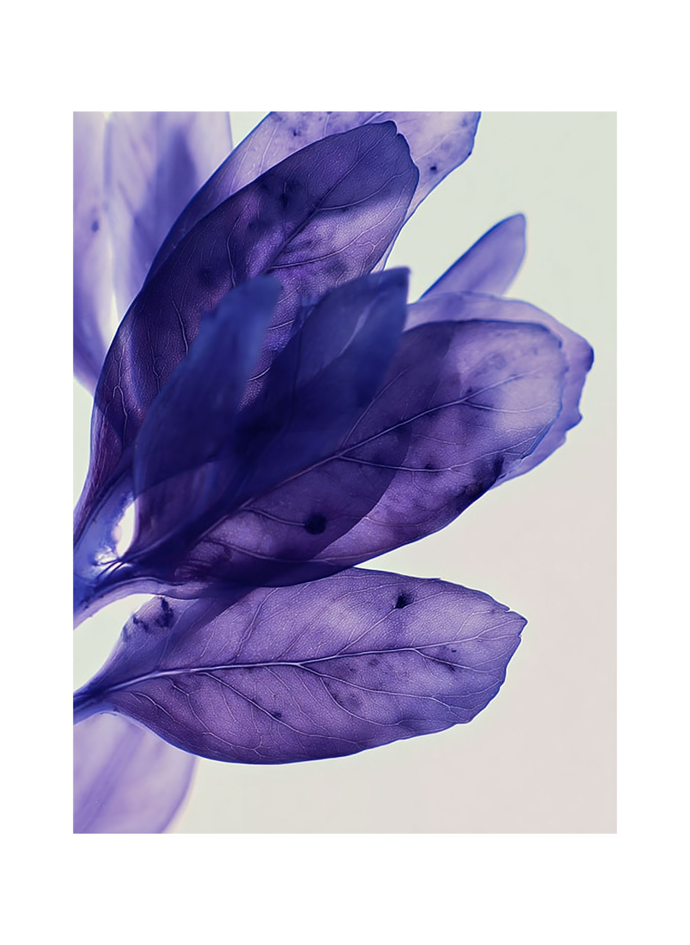 27 87 Perfumes 2020 - LAVENDER