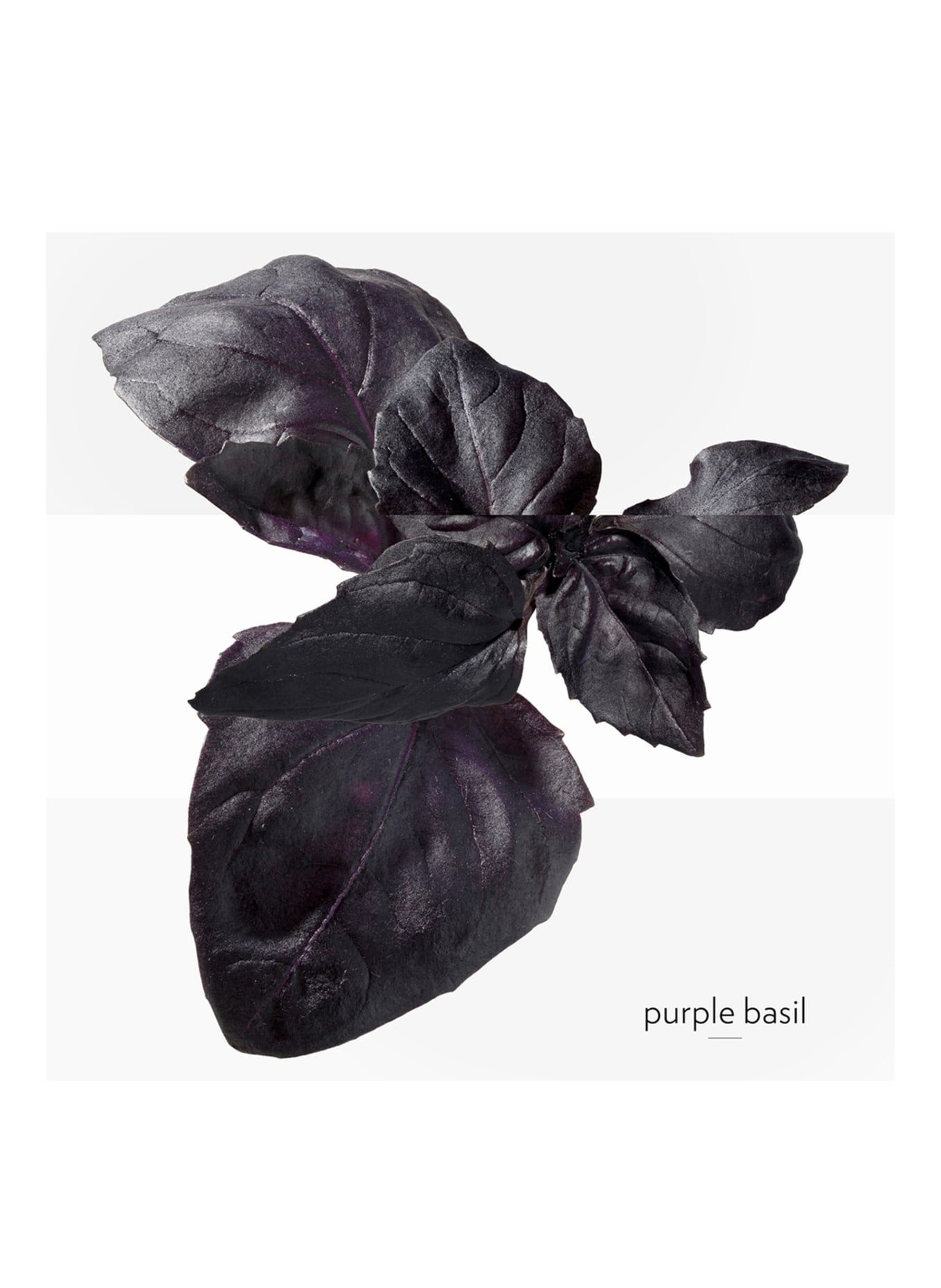 HERMÈS EAU DE BASILIC POURPRE